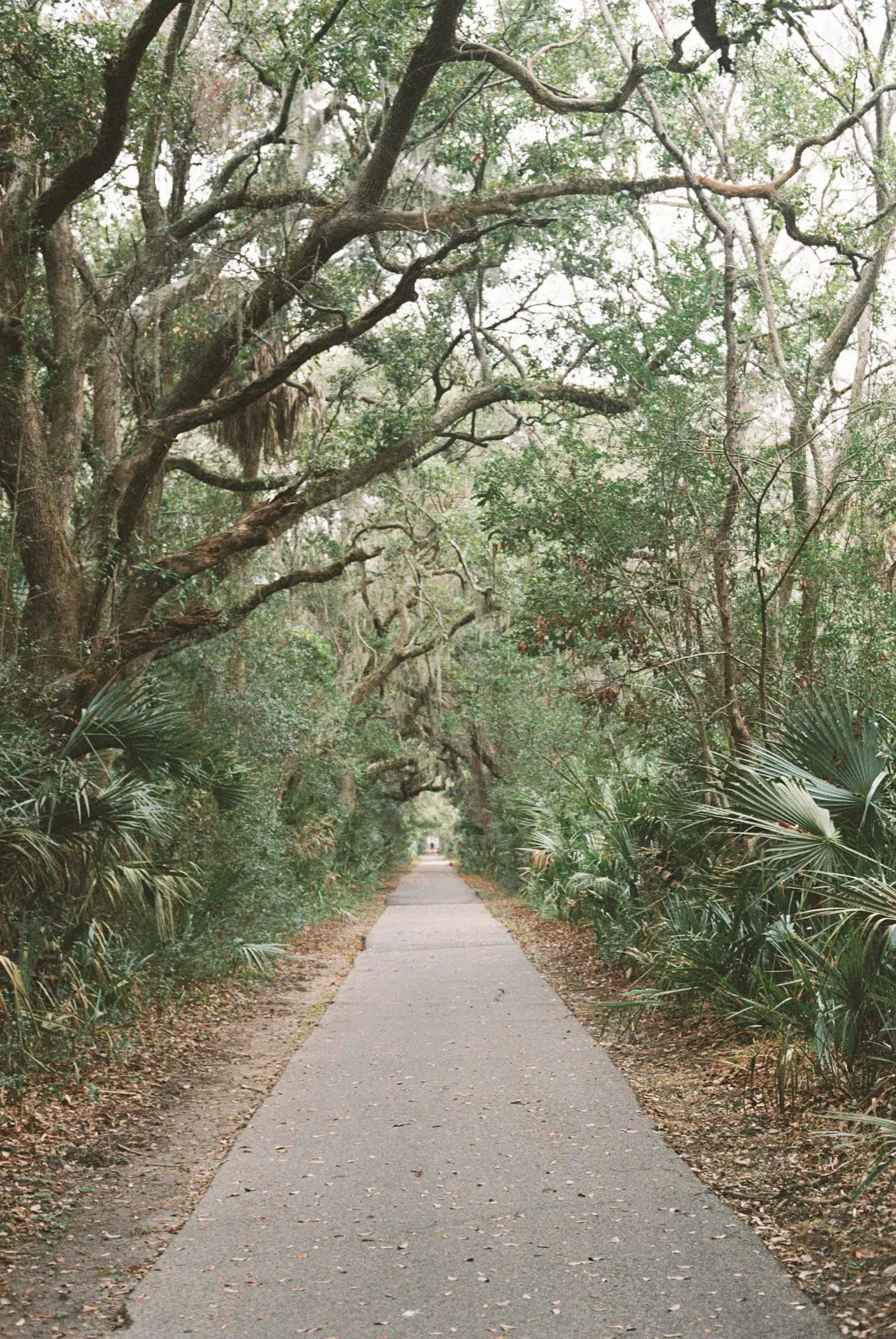 A paved walking trail on Kiawah Island surrounded by lush green trees and bushes, with Spanish moss and branches reaching over the path creating a canopy.