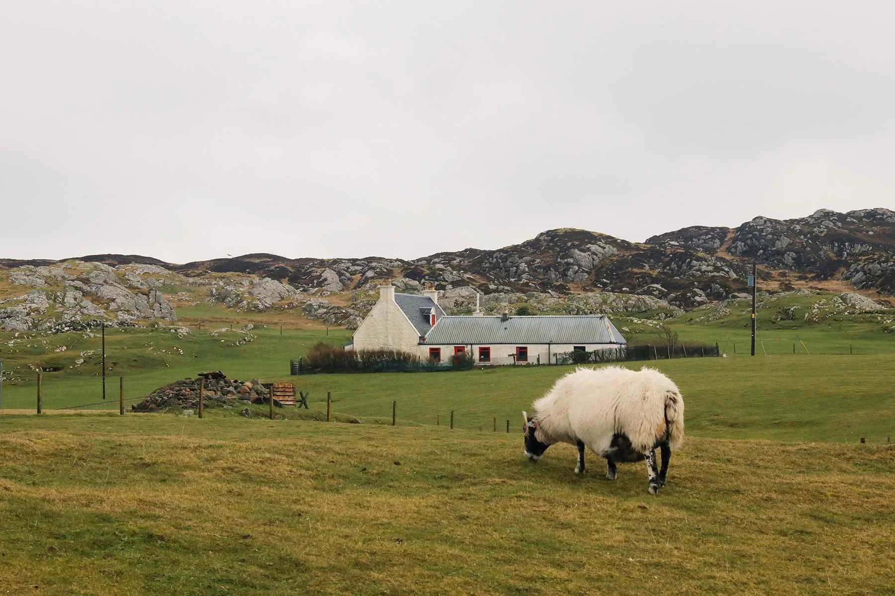 A vibrant photo of the Scottish country-side with a cow grazing on a grassy field with a white house and rocky hills in the background under an overcast sky.
