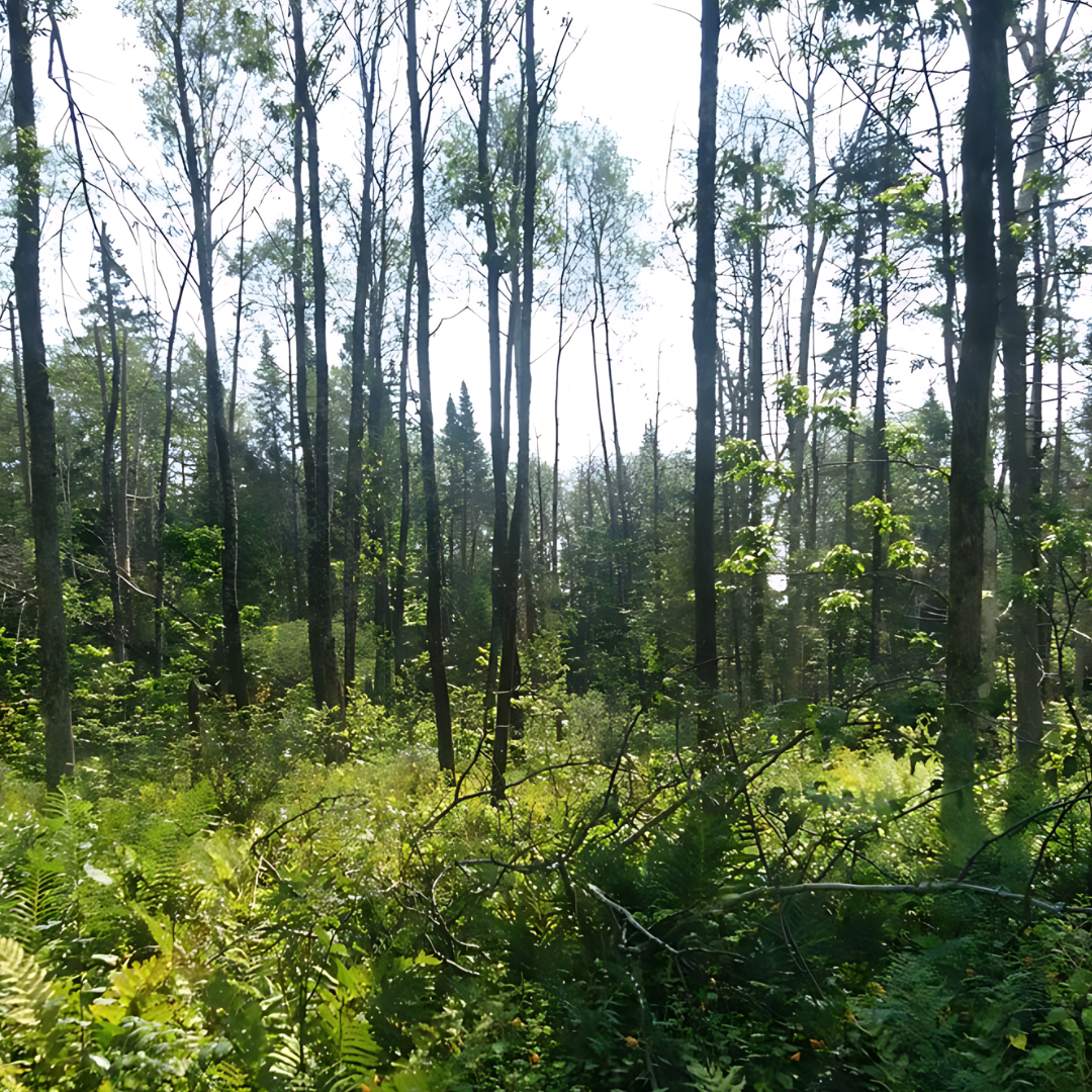 Photos for Aroostook Nature Preserve  - Header.png