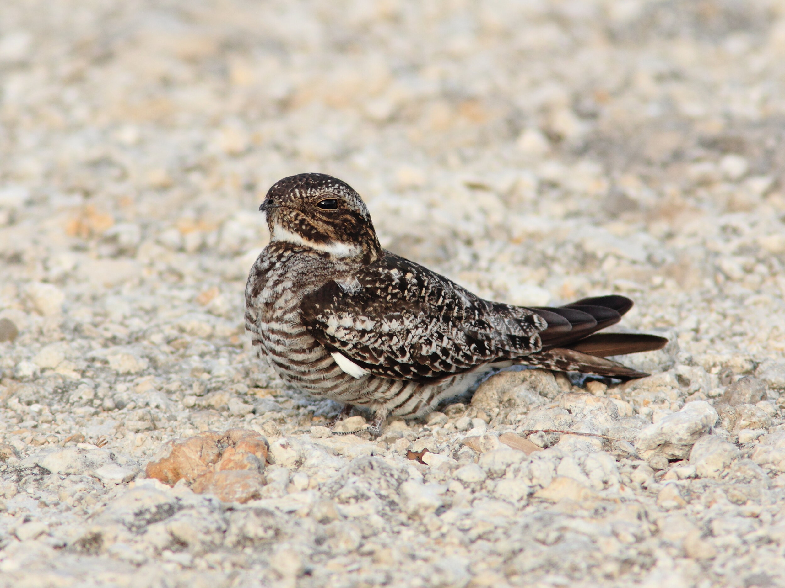 Common Nighthawk - Kenneth Cole Schneider - Flickr - Permission asked for fact sheets.jpg