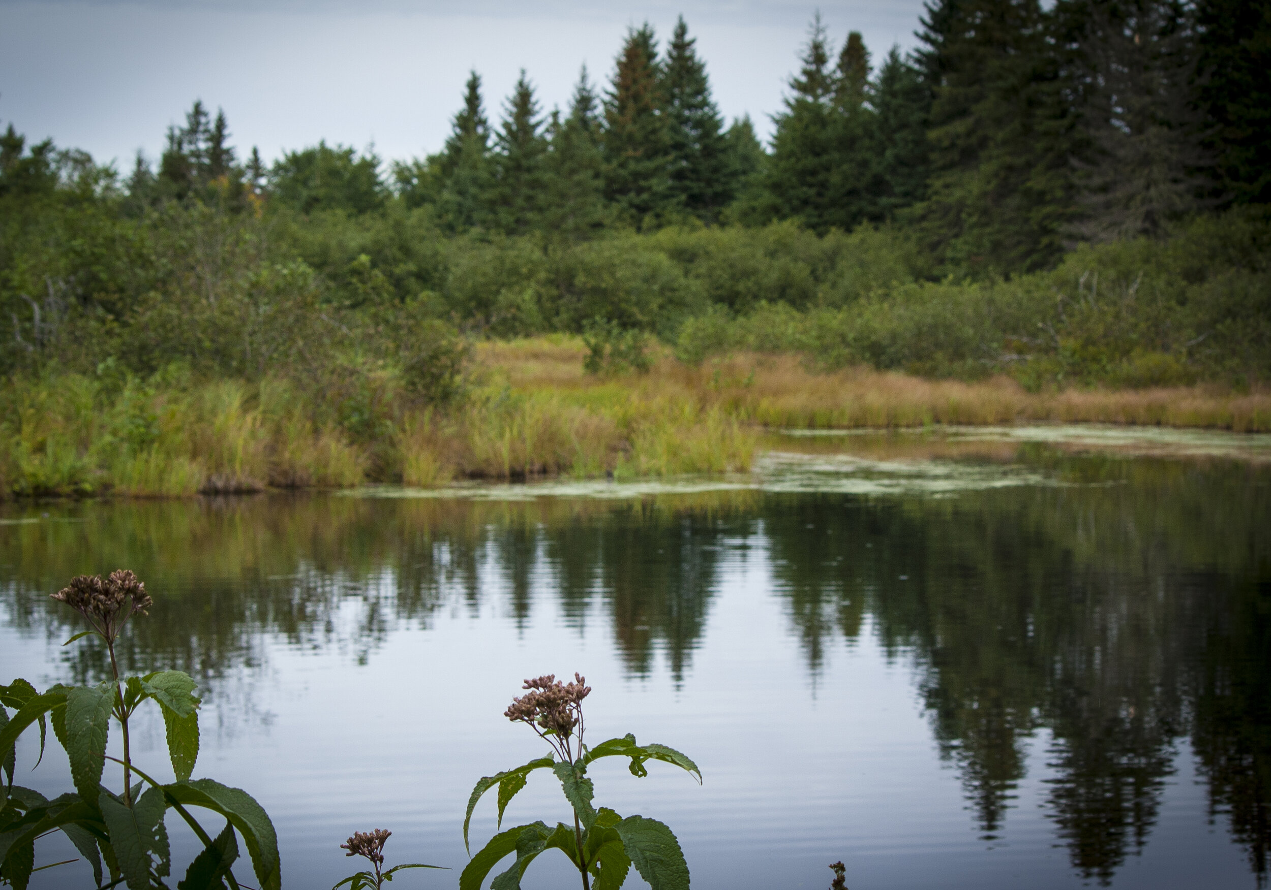 "It is our natural spaces that hold the memories of our lives, and the stories of our family members that came before us." - Dennis Kingston