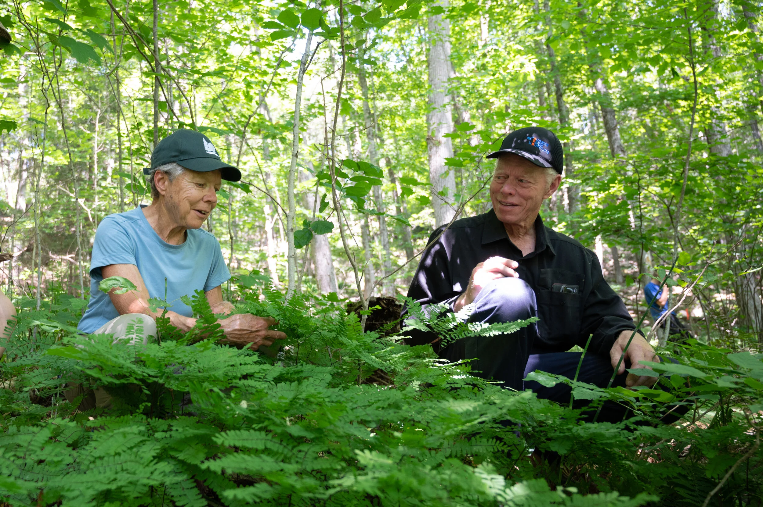 Respirez du haut du pin