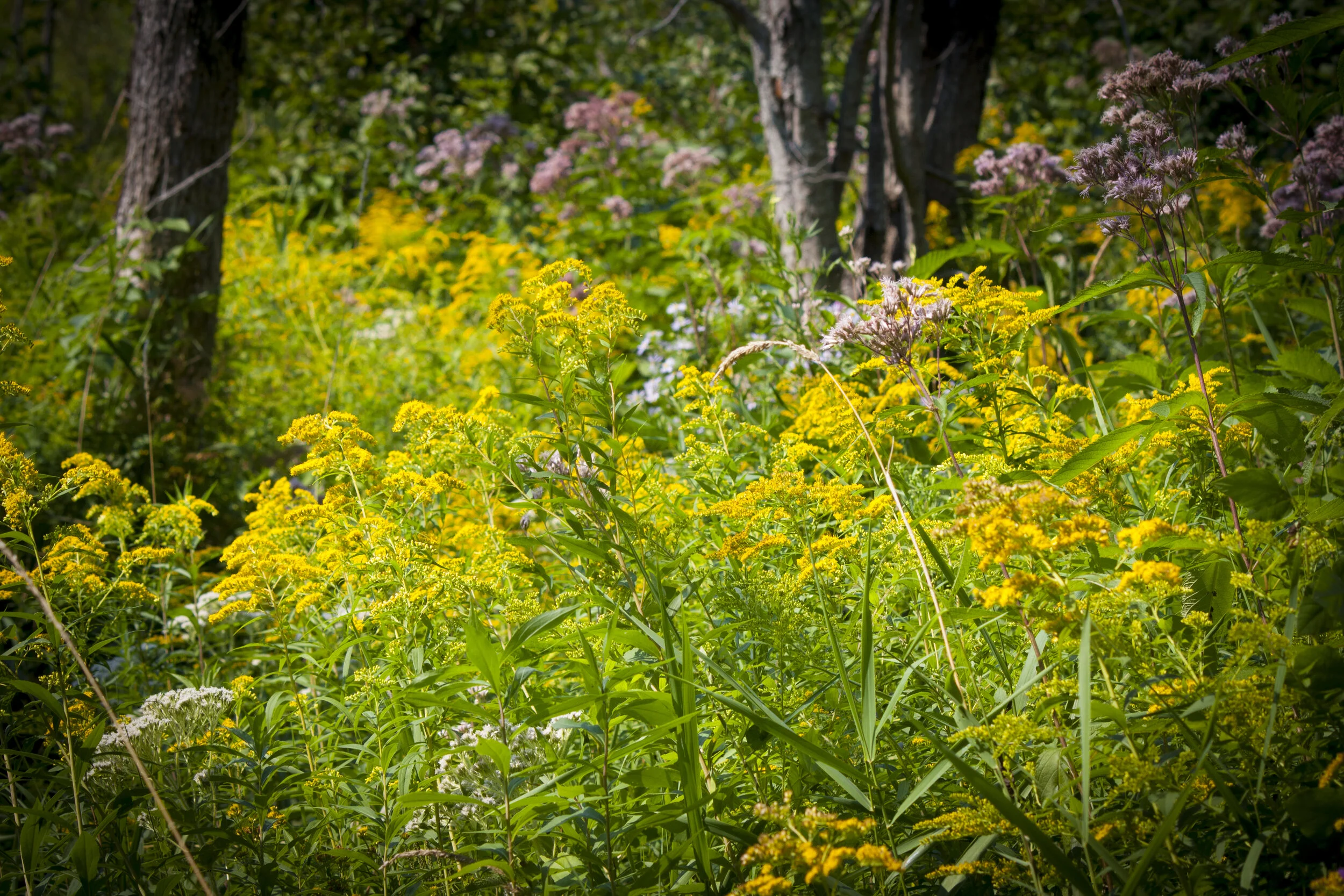 Bain de forêt: Entrer en contact avec la nature par tous les sens.