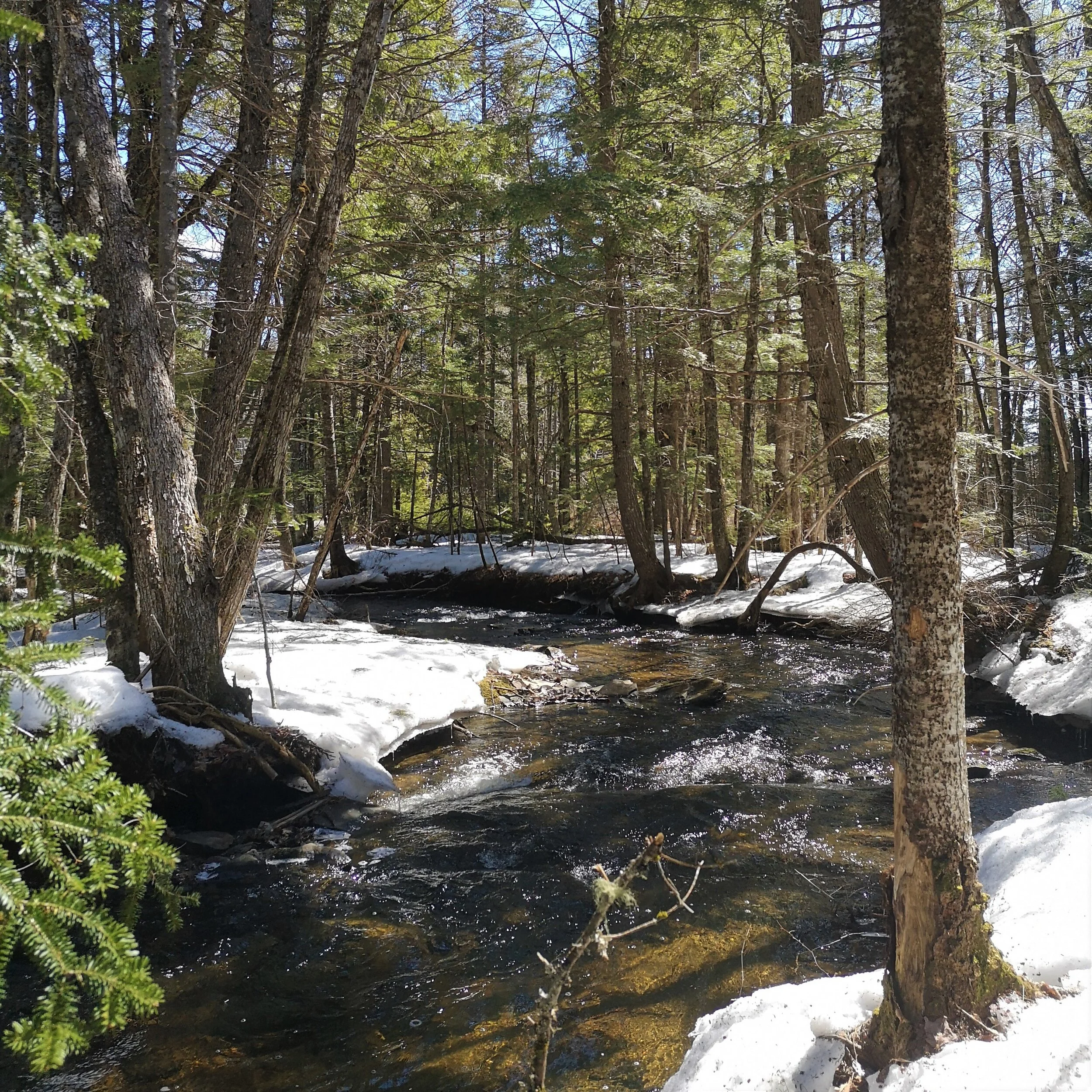 In Memory of Louis W. Bassett