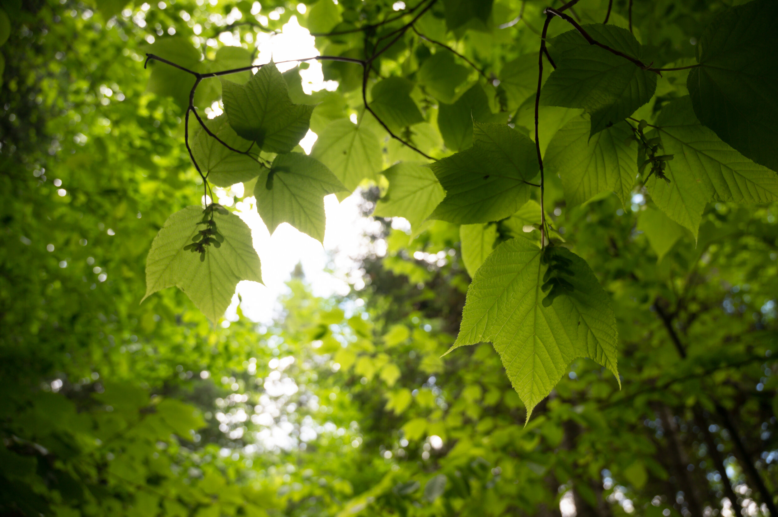 2019-06_HiddenLakes_BioBlitz_JDutcher  (2).jpg