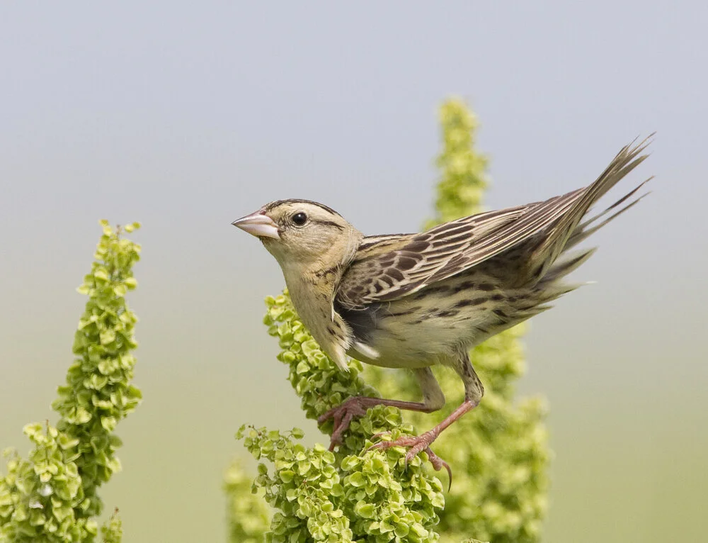 BOBOLINK