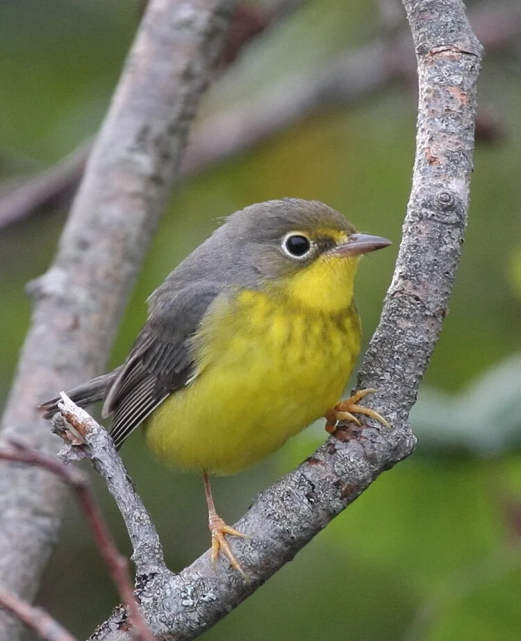 CANADA WARBLER