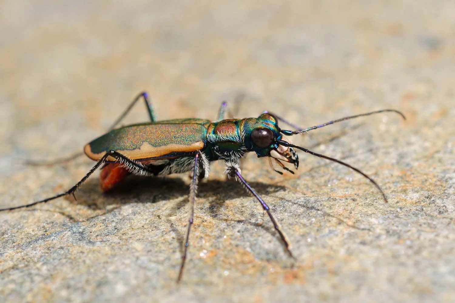 COBBLESTONE TIGER BEETLE