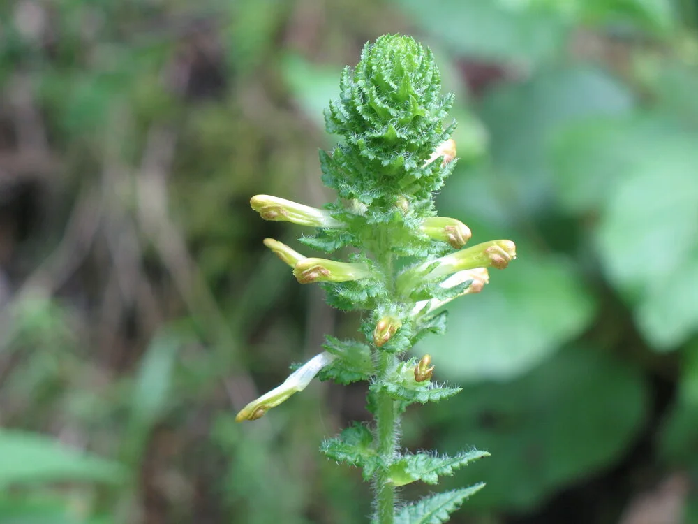 FURBISH’S LOUSEWORT