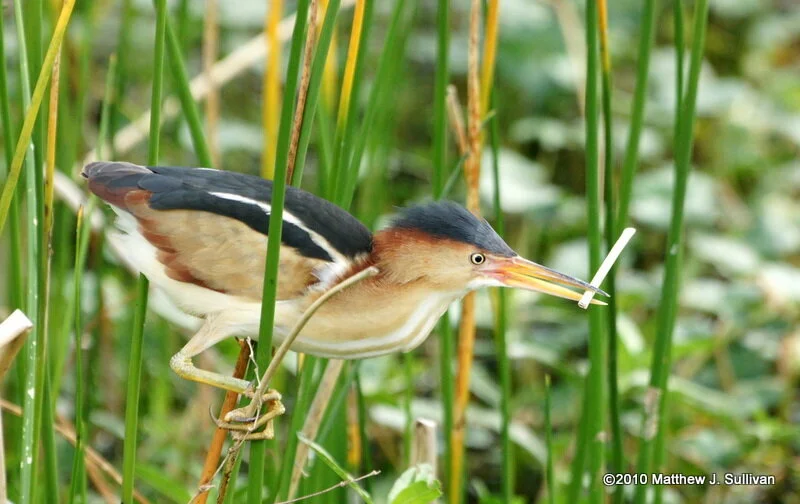 LEAST BITTERN