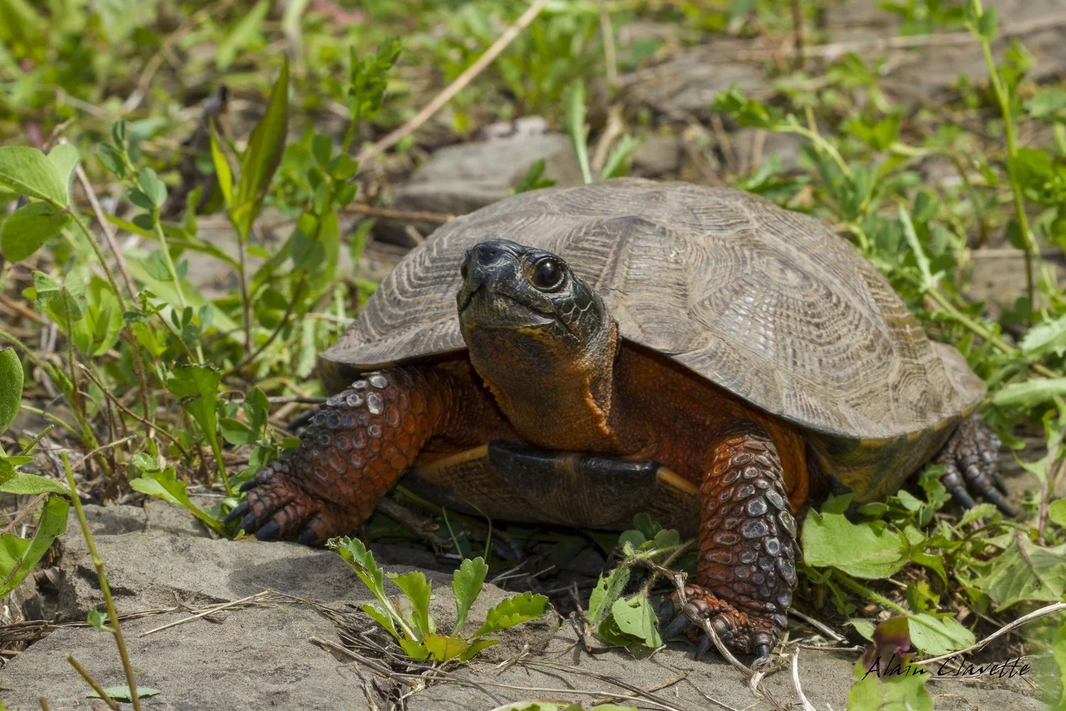 WOOD TURTLE