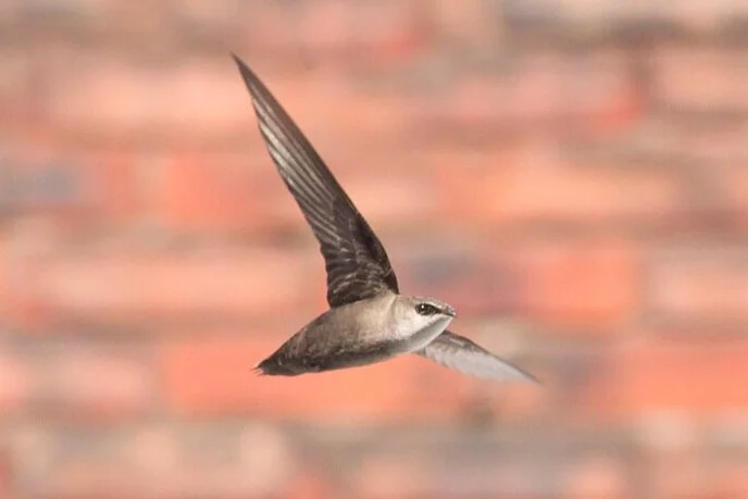 CHIMNEY SWIFT