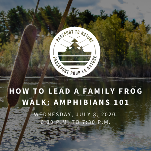 How+to+Lead+a+Family+Frog+Walk+Amphibians+101+(1).png