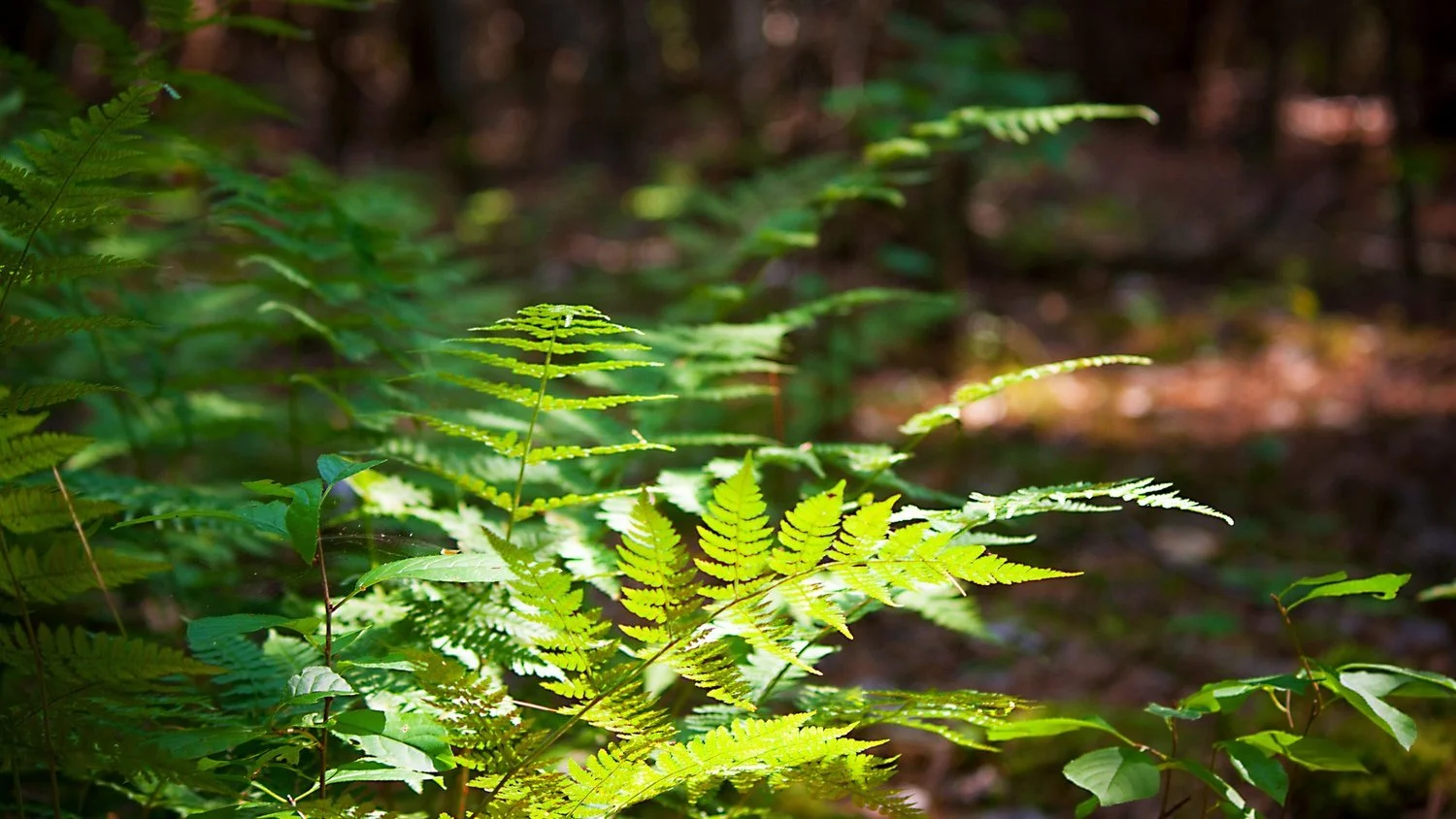 Les amis de la rue Ferris