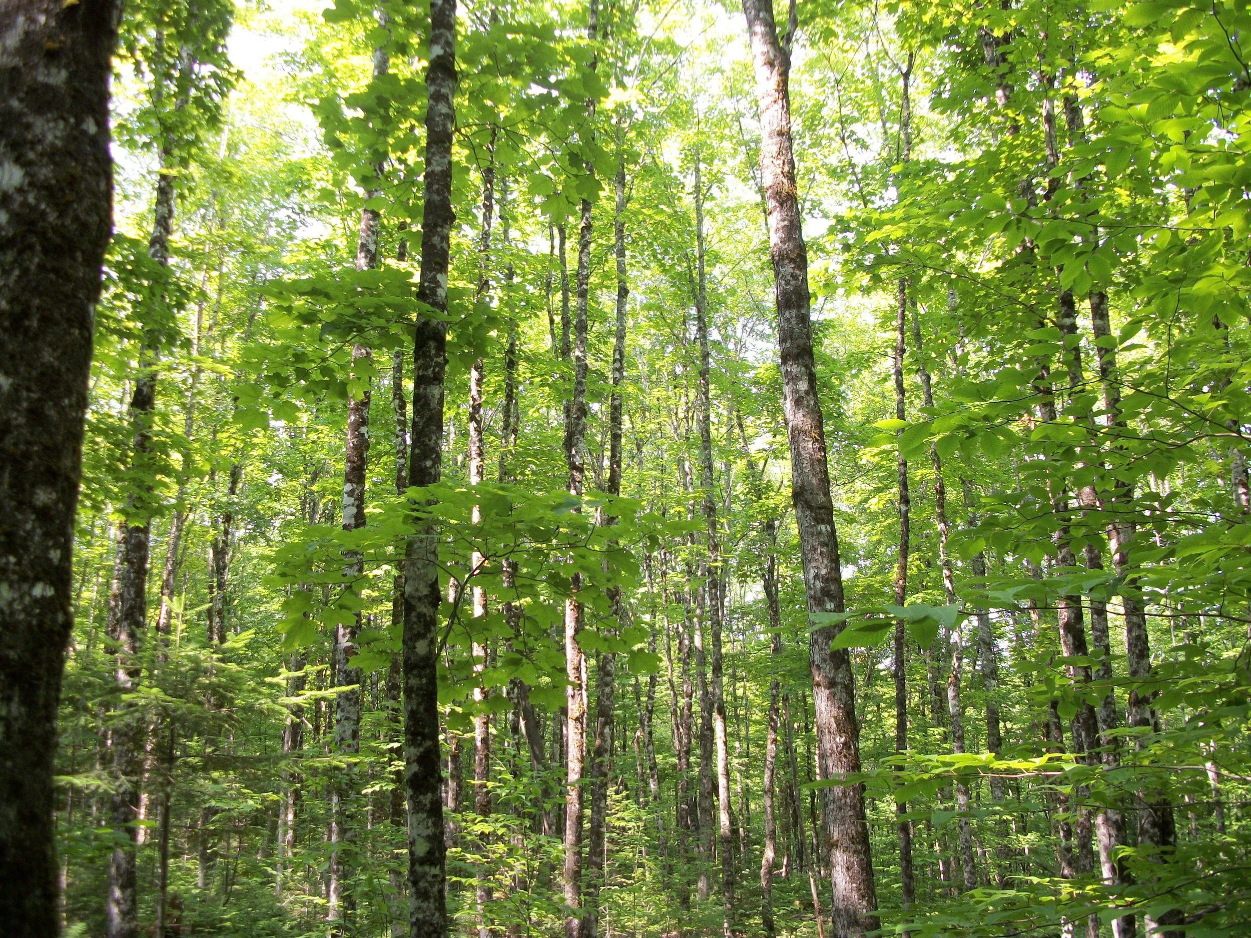 Guardian of the Hardwoods — Nature Trust of New Brunswick