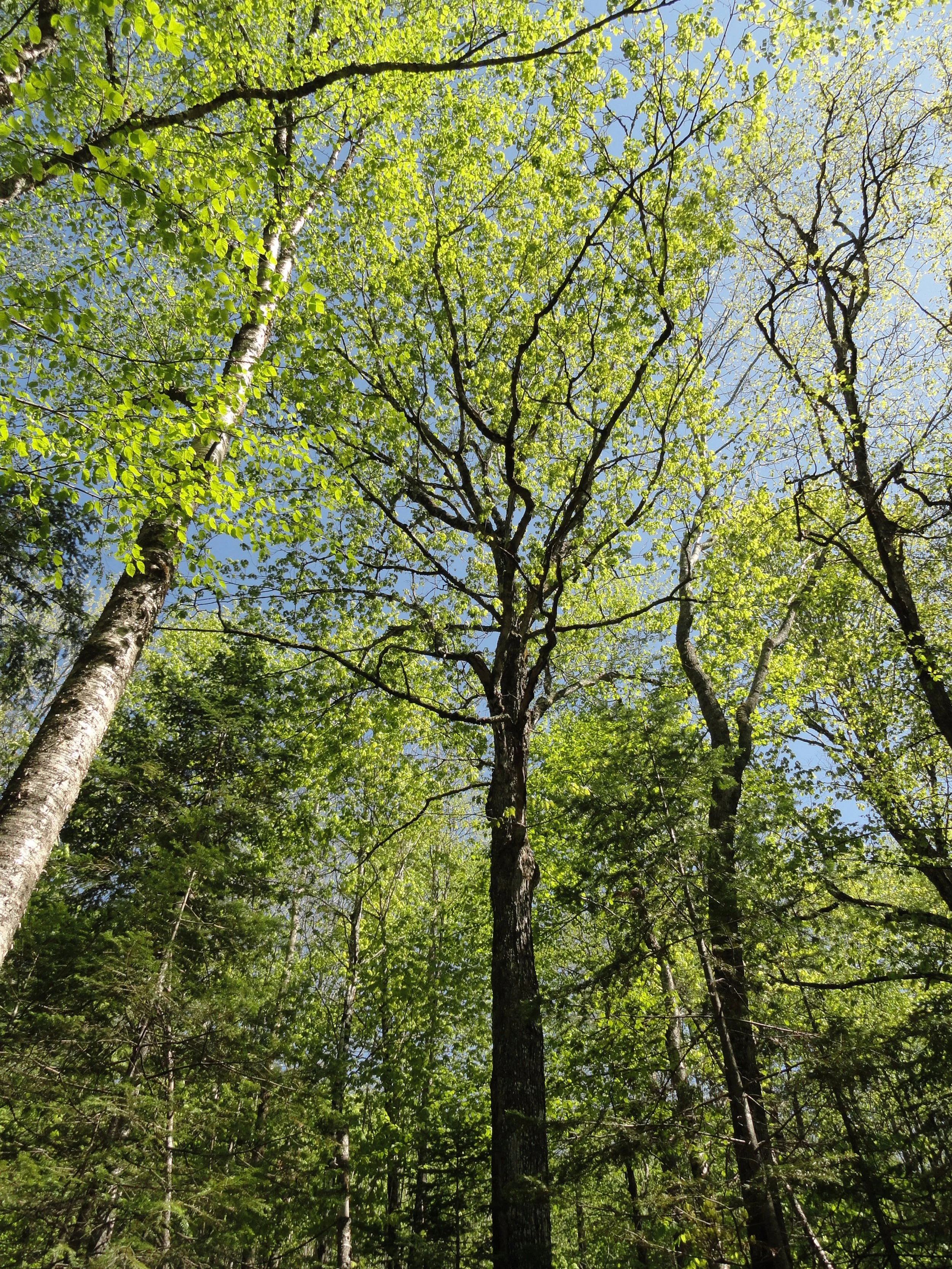 La Forêt de feuillus des Appalaches: Pourquoi est-elle si spéciale?