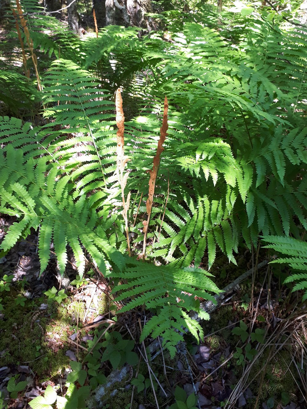 Cinnamon fern