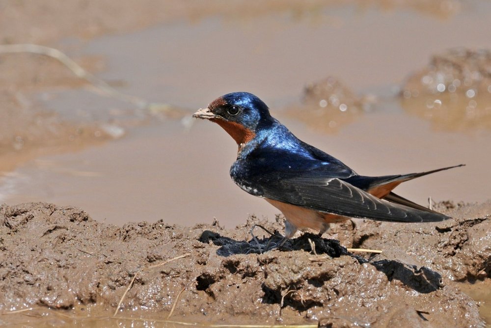 Barn swallow