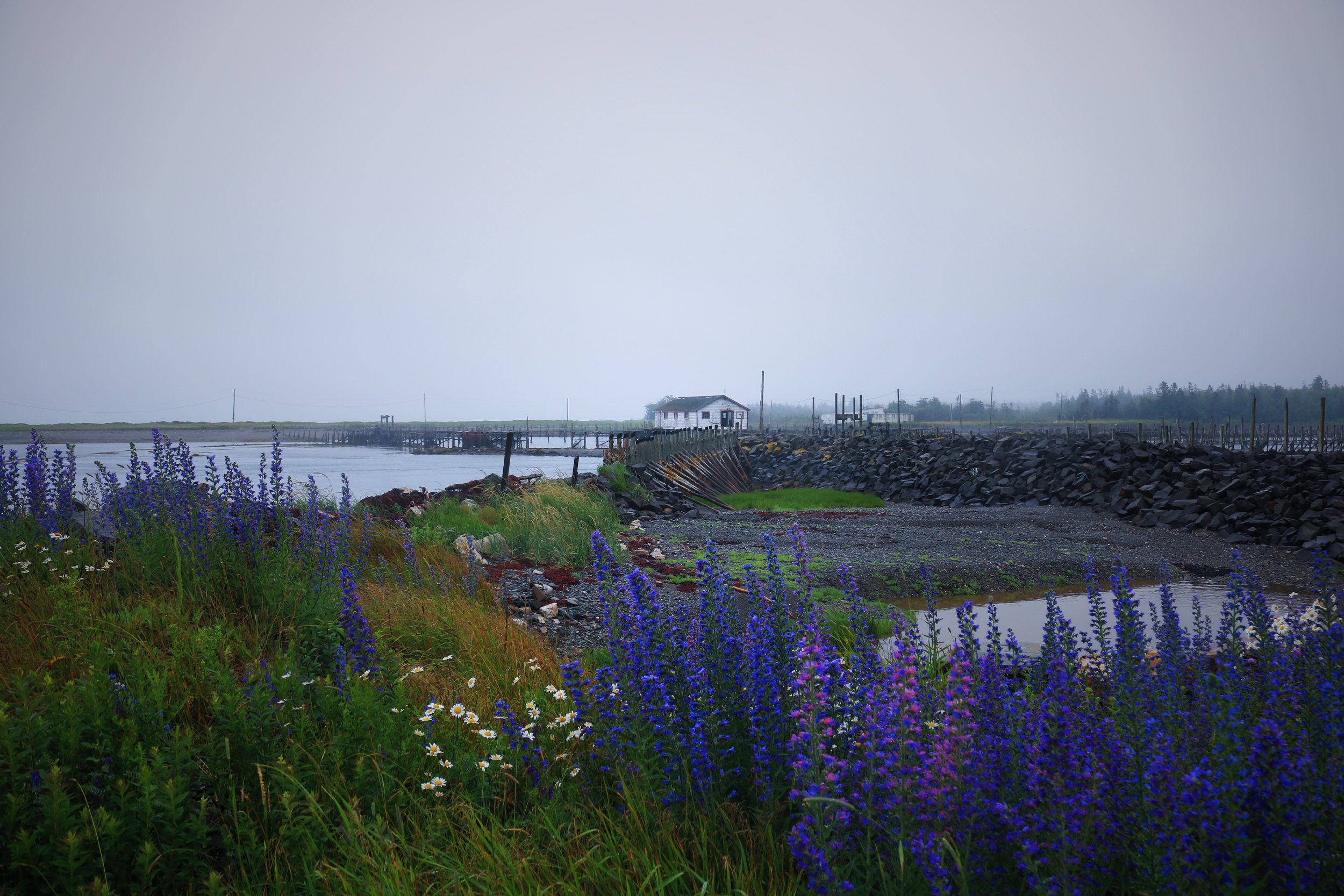 Vue depuis Shore Road, où un pont en ciment permet aux visiteurs de traverser à pied à marée basse pour rejoindre le banc de gravier herbeux de l'autre côté.  