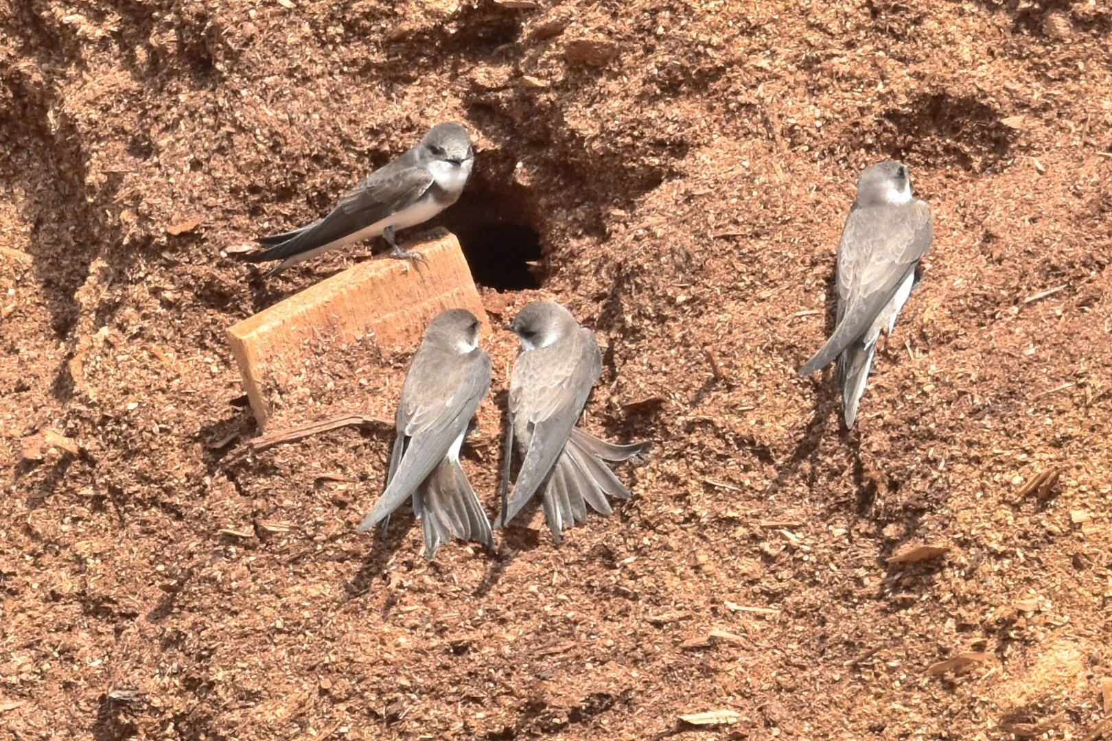 Bank-Burrowing Brown Birds