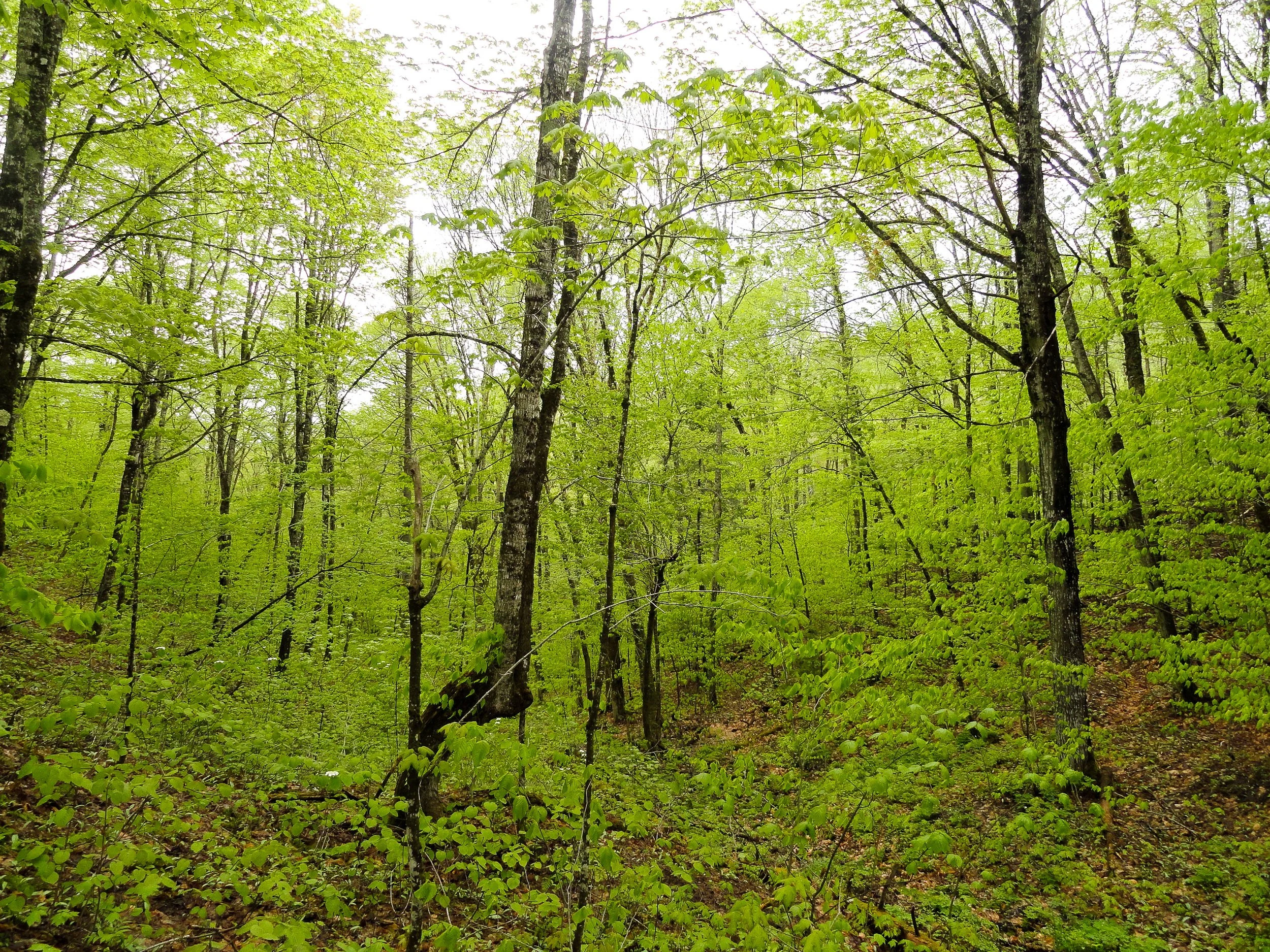 Réserve naturelle du Boisé d'Armstrong