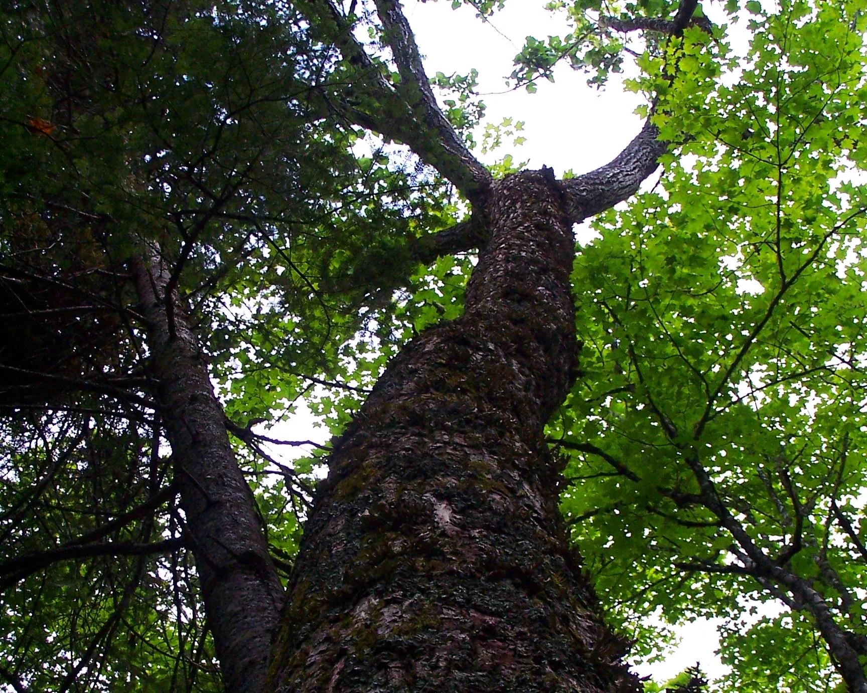 Réserve naturelle Beardsley Hill