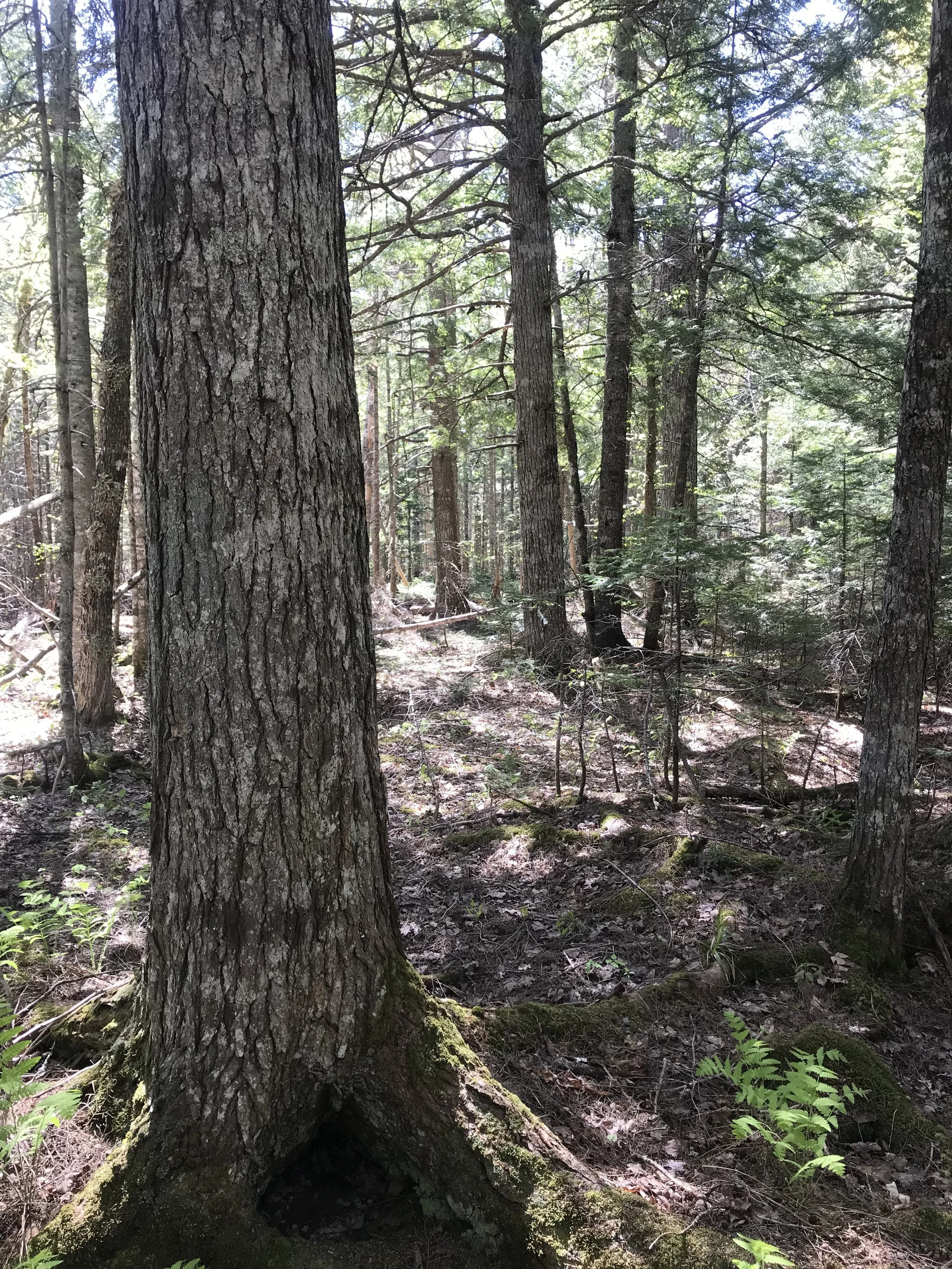 Boisés mixtes de Bouctouche