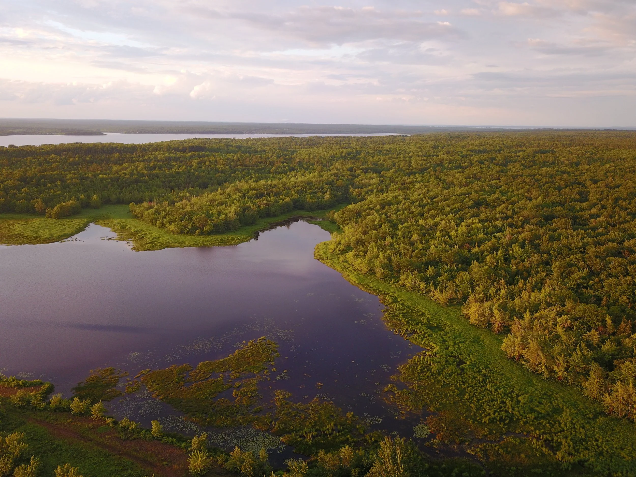 Réserve naturelle de l’étang Pickerel