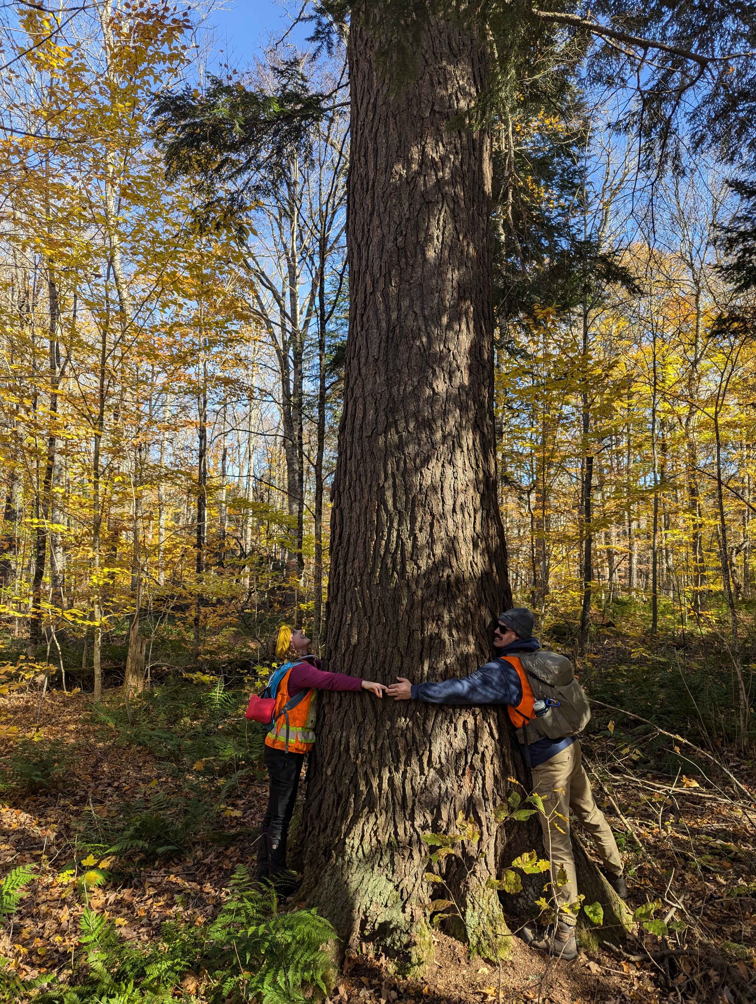 Bois feuillus anciens de White Marsh Creek