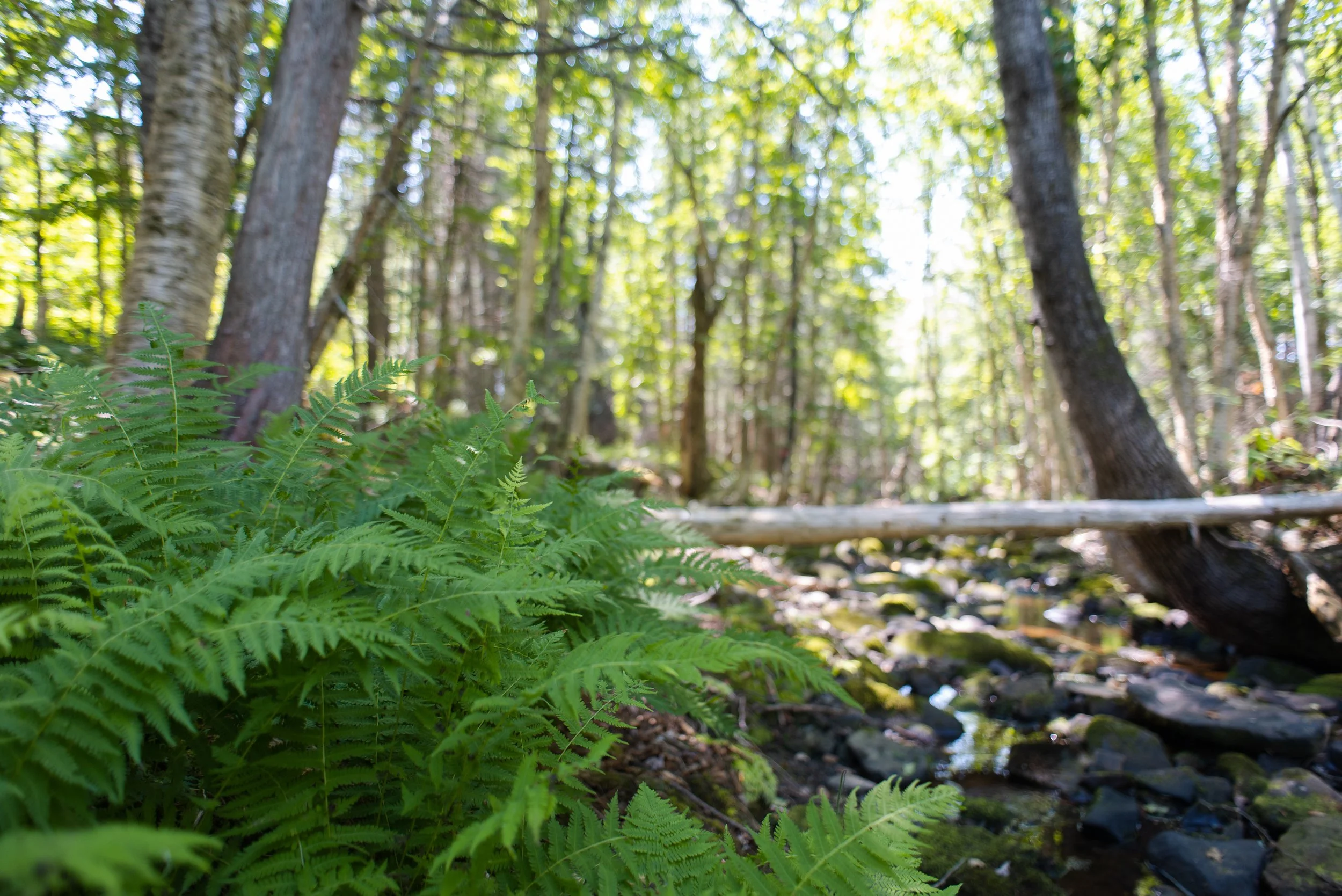 All nature preserves and trails are reopened!