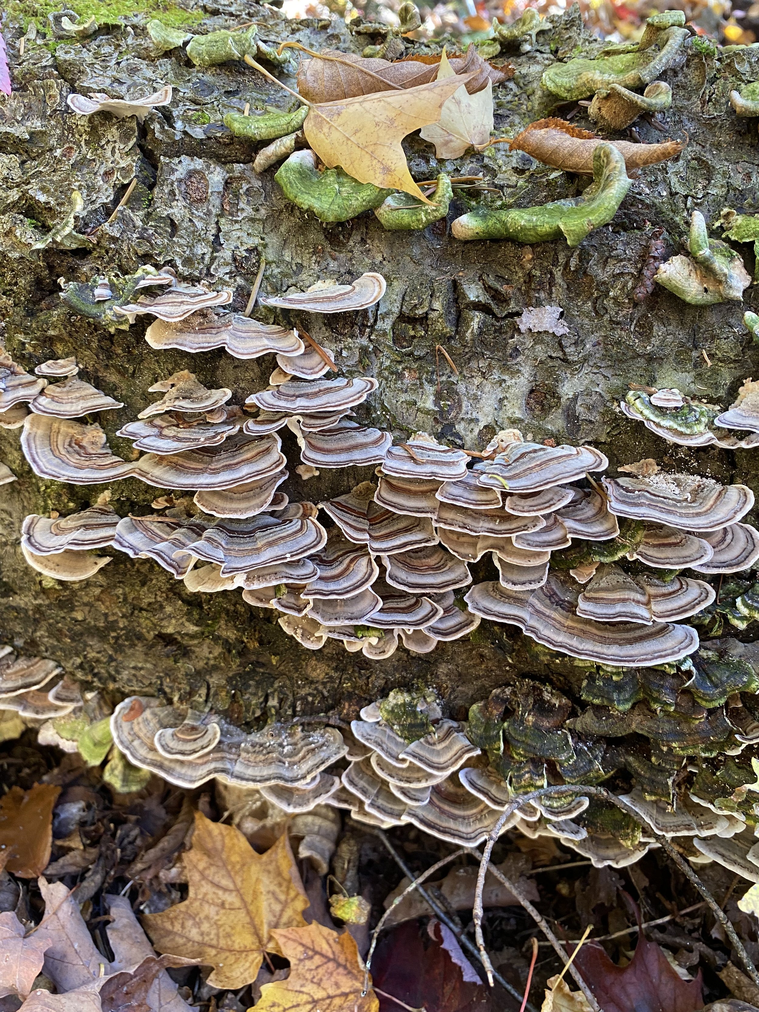 Carleton County Preserve