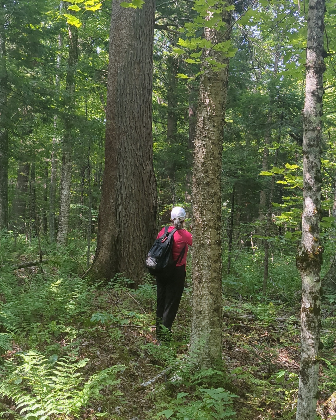 Grand Tsuga (blog photo) (1).png