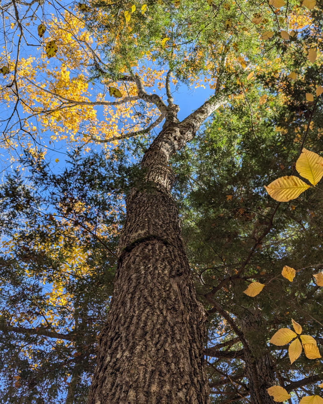 Grand Tsuga Preserve (10).png
