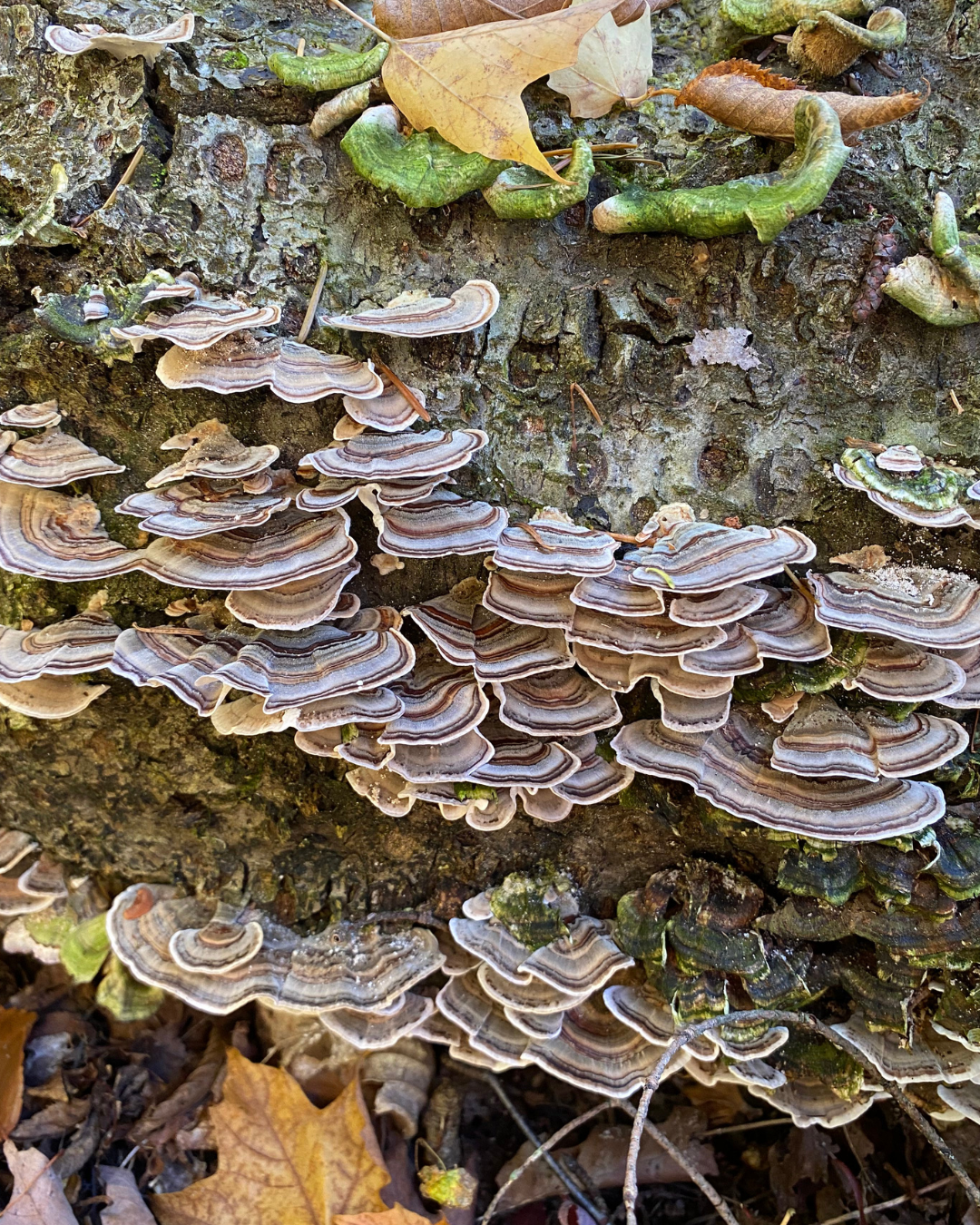 Grand Tsuga Preserve (7).png