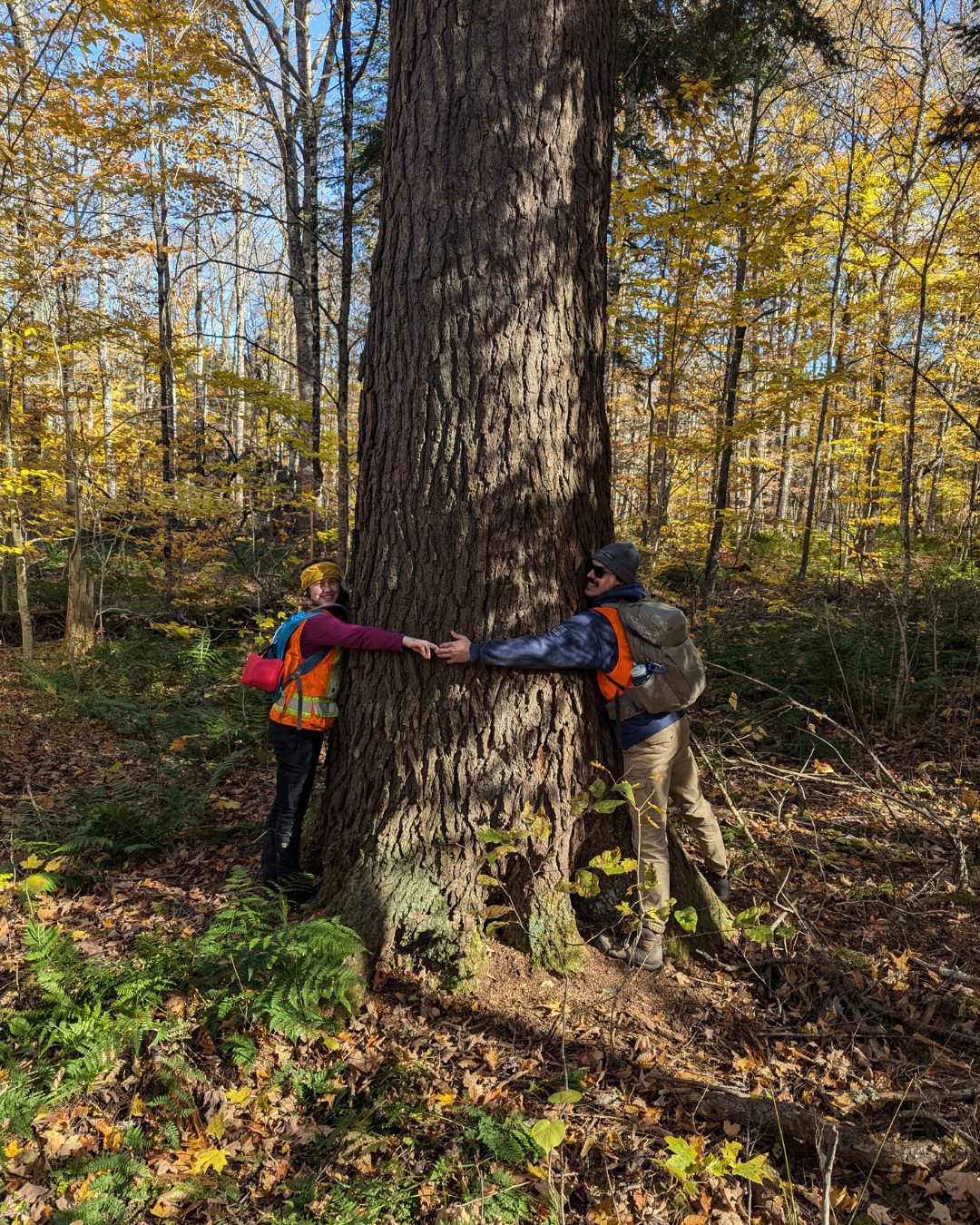 Grand Tsuga Preserve (9).png