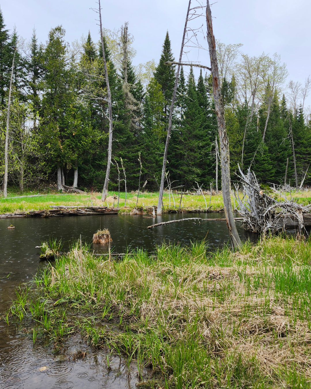 Grand Tsuga Preserve (5).png