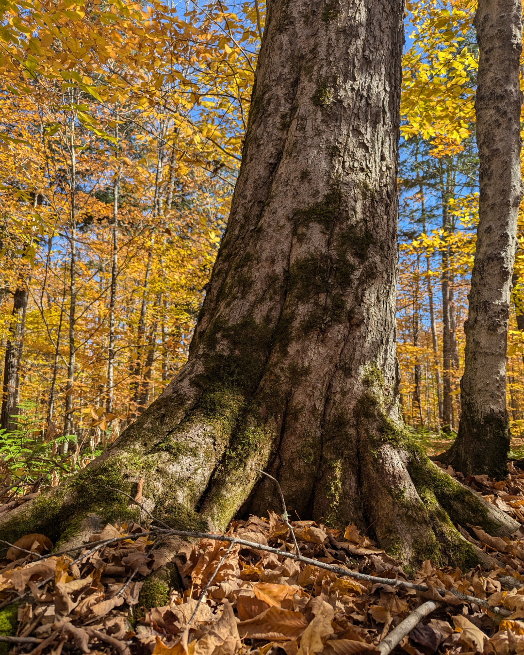 Grand Tsuga Preserve (11).png