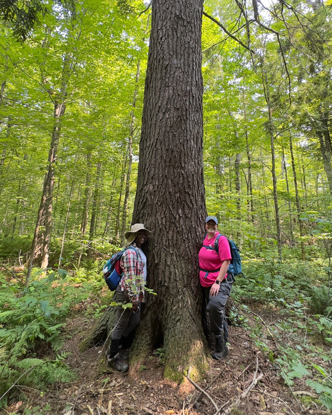 Grand Tsuga Preserve (6).png