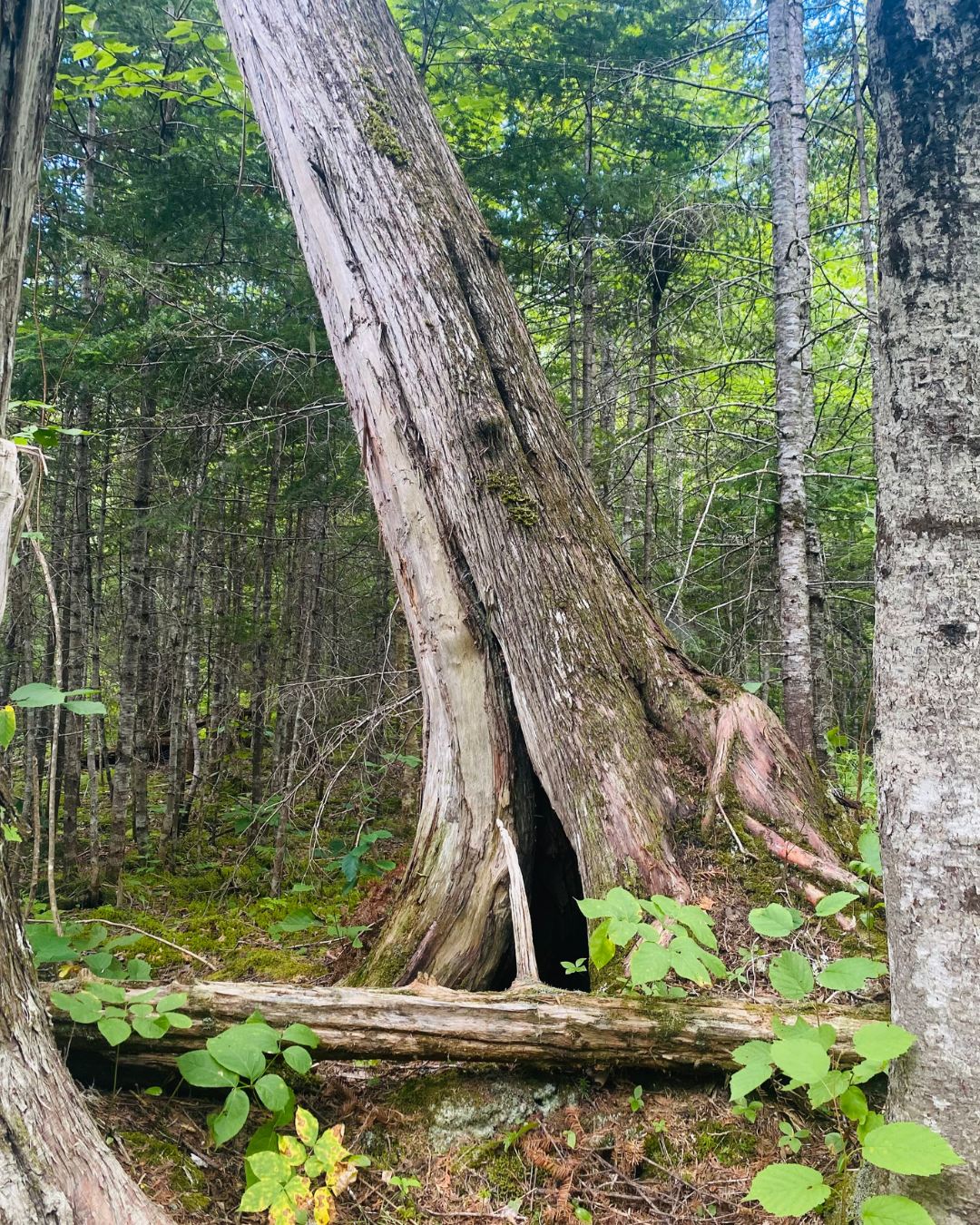 Leaning Cedar Preserve (2).png