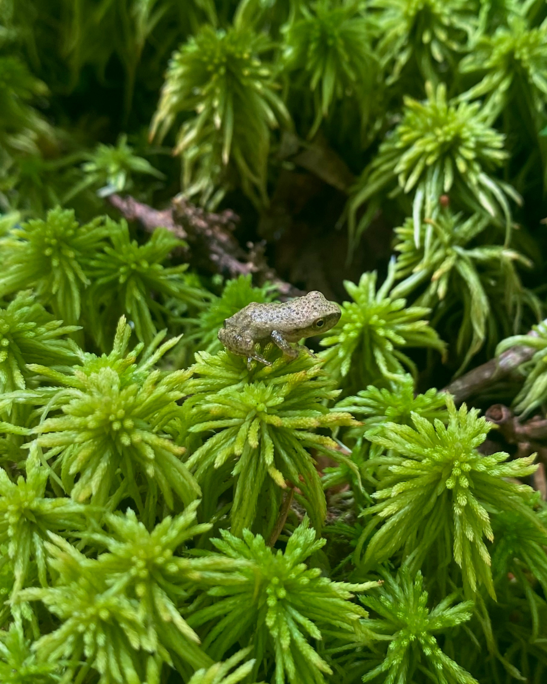 Leaning Cedar Preserve (3).png