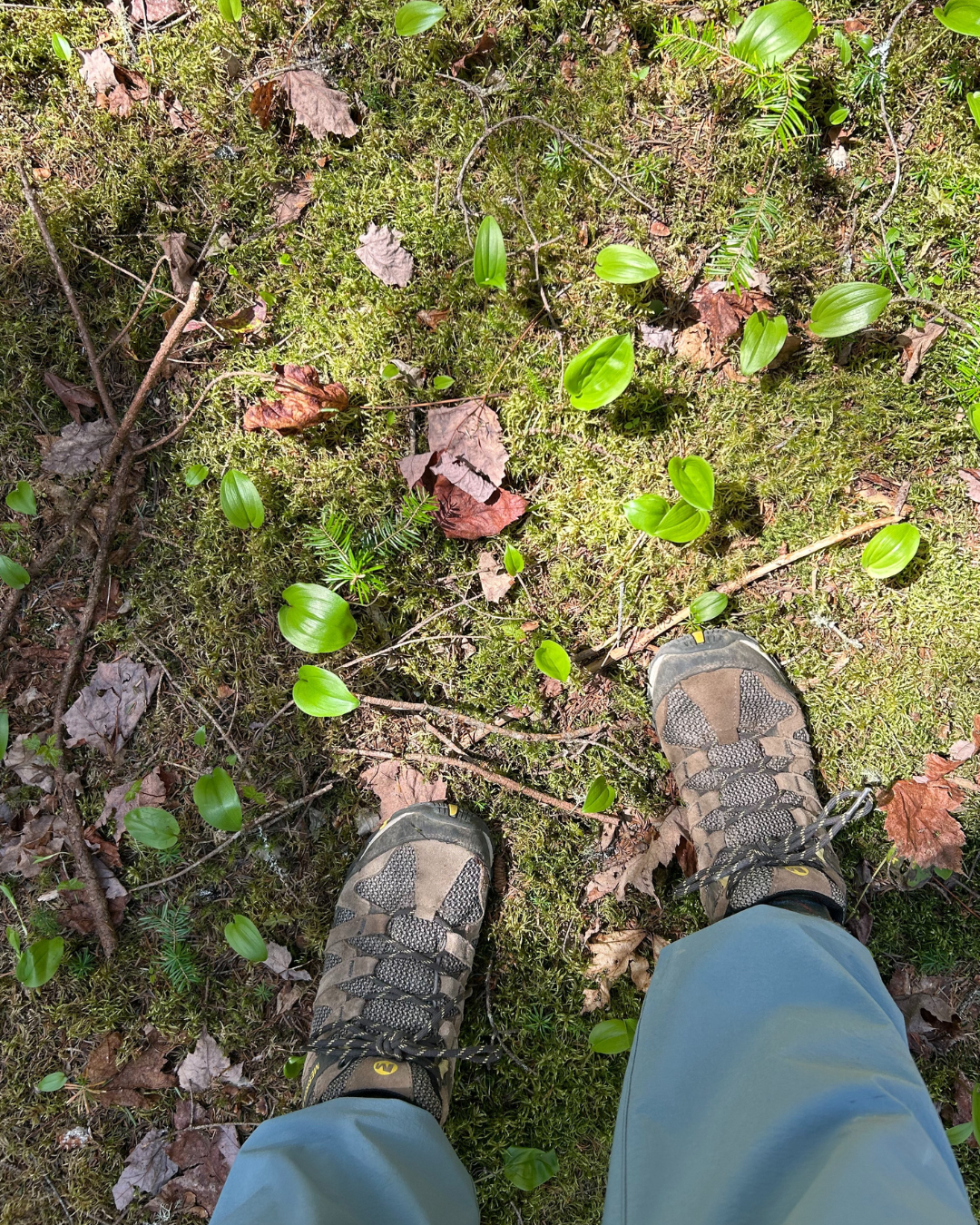 Leaning Cedar Preserve (6).png