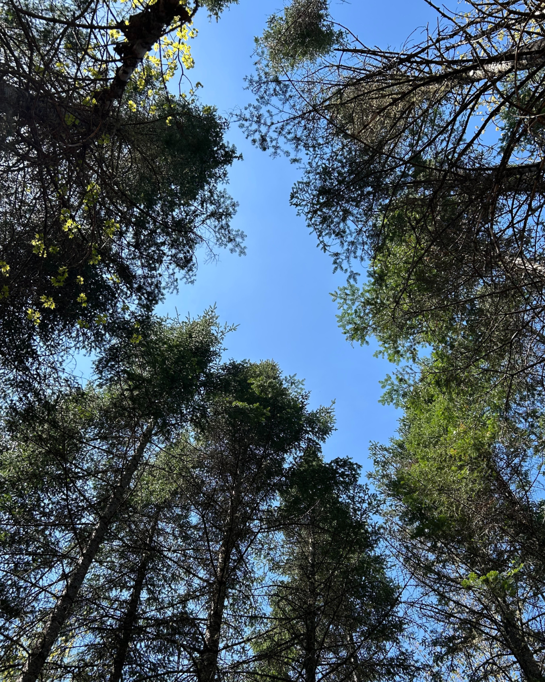 Leaning Cedar Preserve (7).png