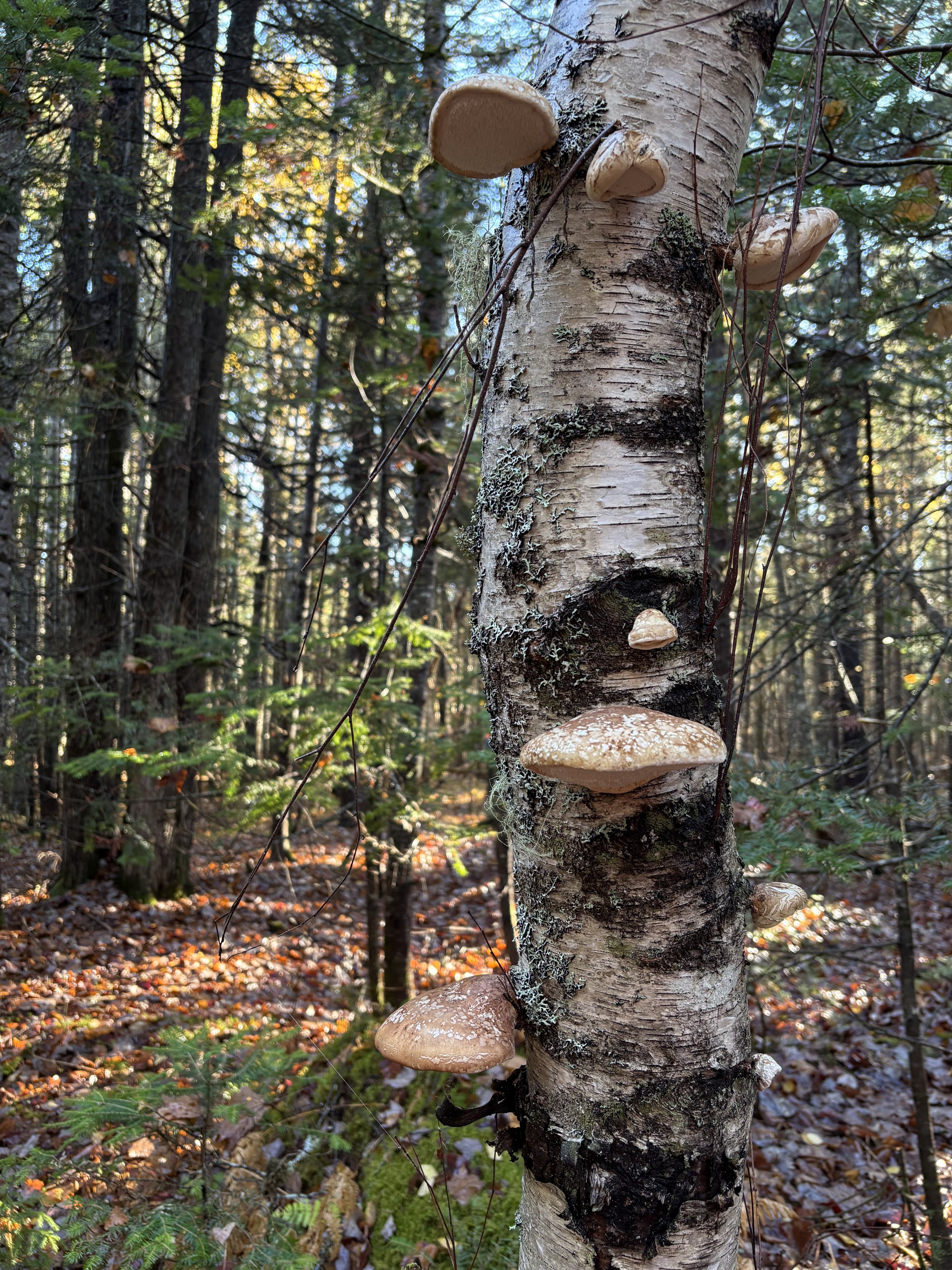 2025-10-23-Diamond Property-Fundraising Visit-VM (95).jpeg