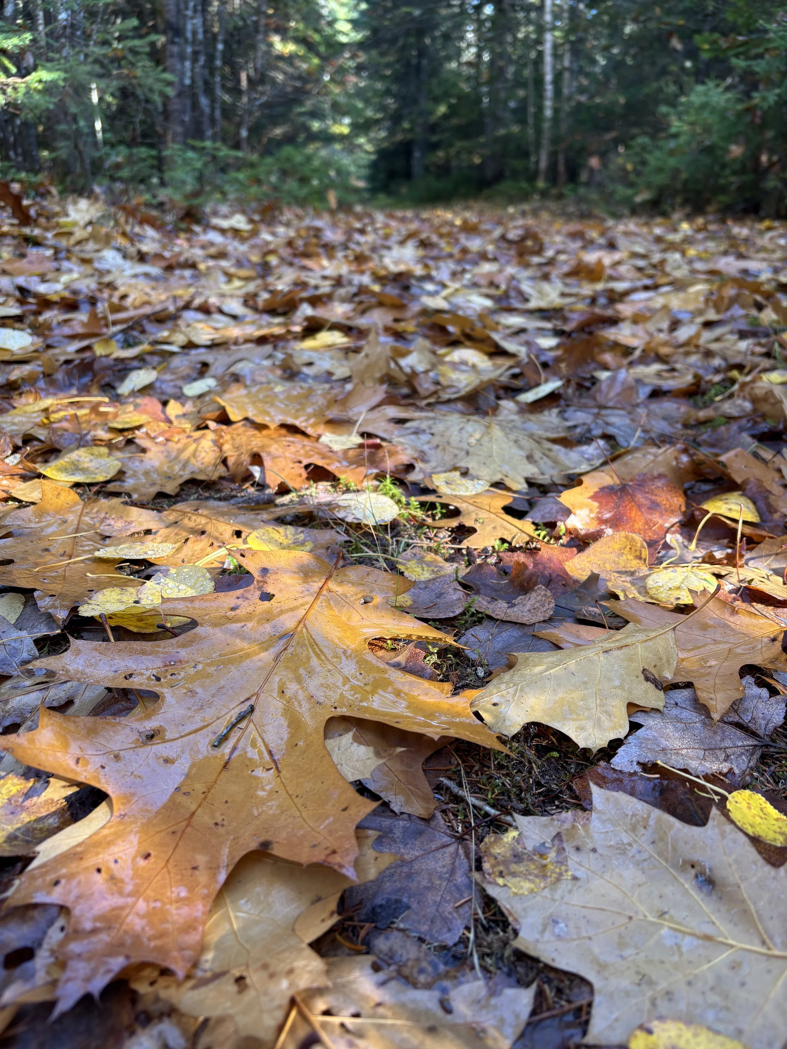 2025-10-23-Diamond Property-Fundraising Visit-VM (144) 3.jpeg