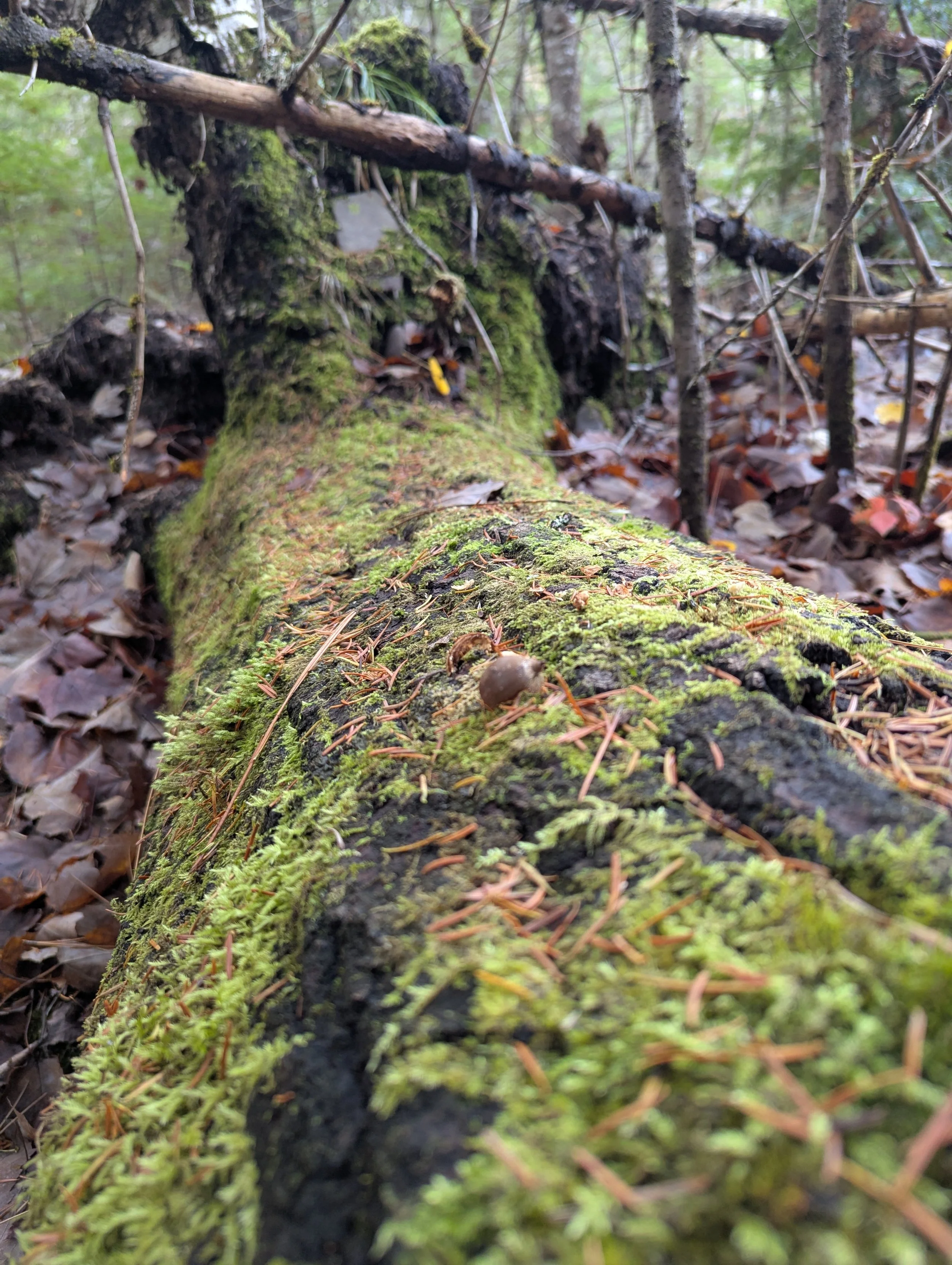 2025-10-23-Golding-Fundraising Content-Mossy Log-JM (100).jpg
