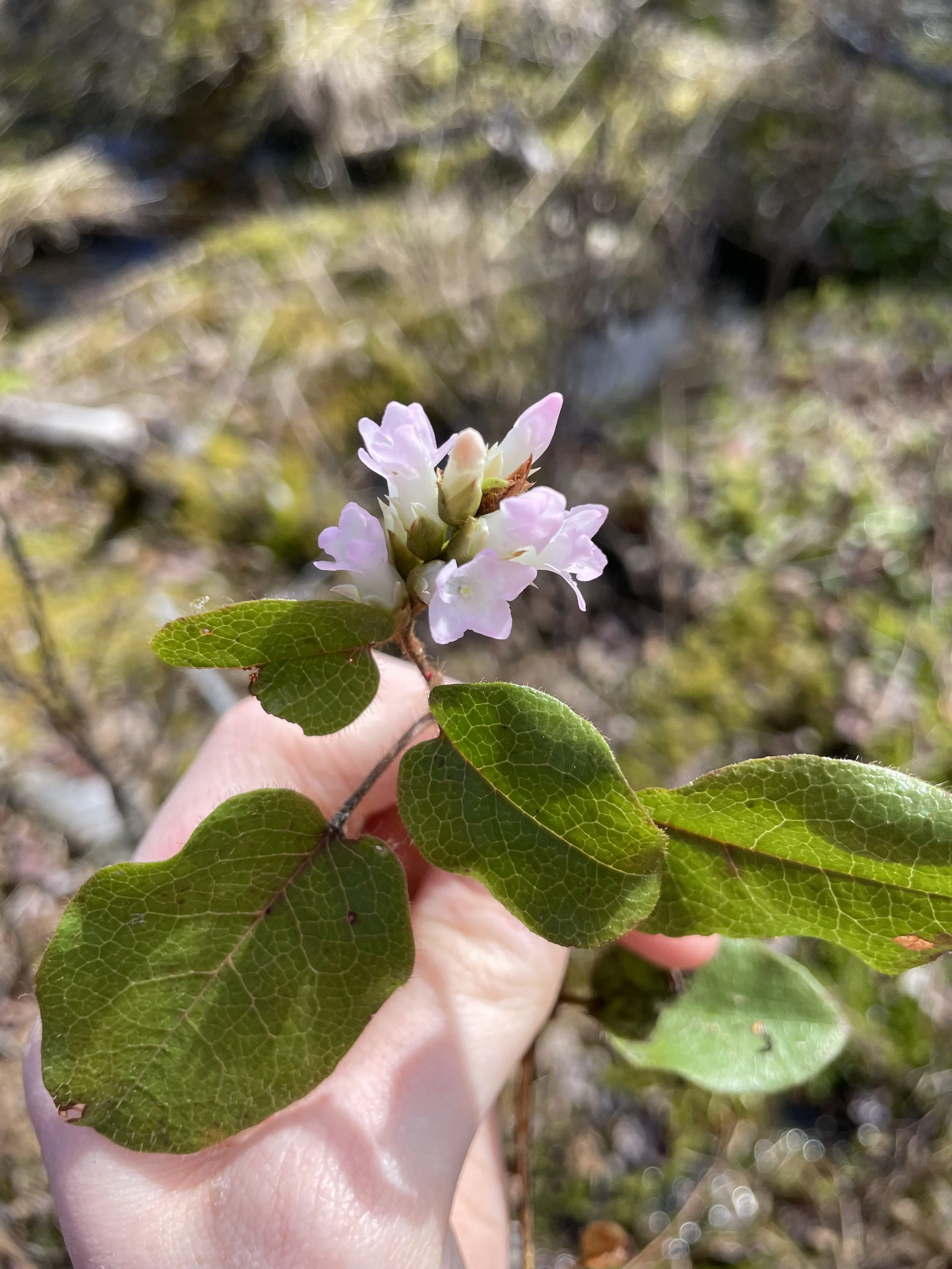 2024-04-30-Golding Property-Trailing Arbutus-HV.jpeg