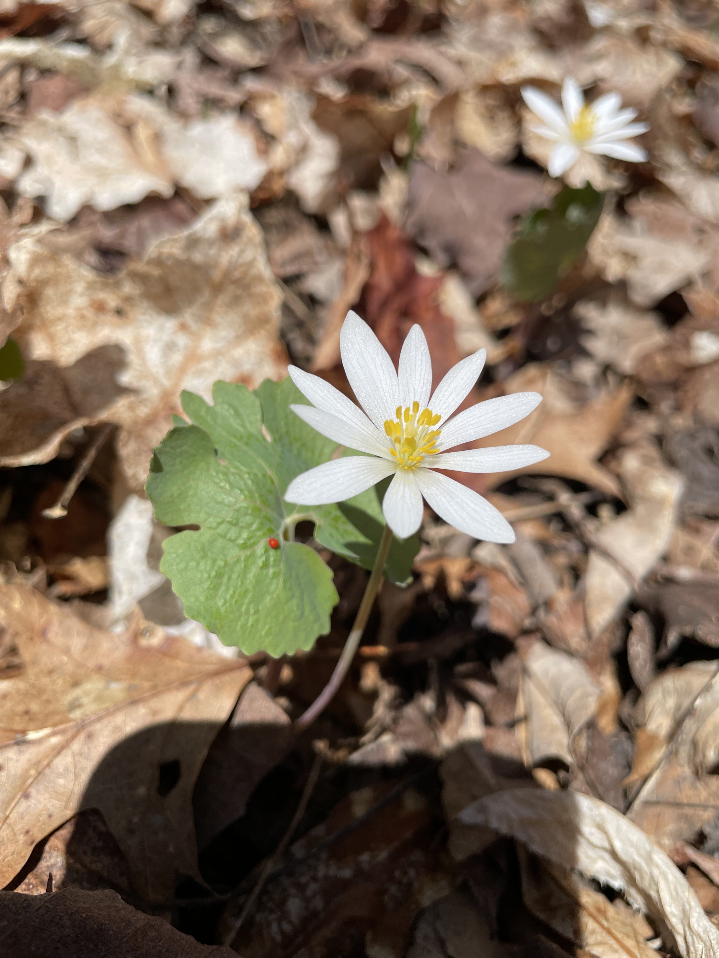 2025-04-30-Golding Property-Bloodroot-HV.jpeg