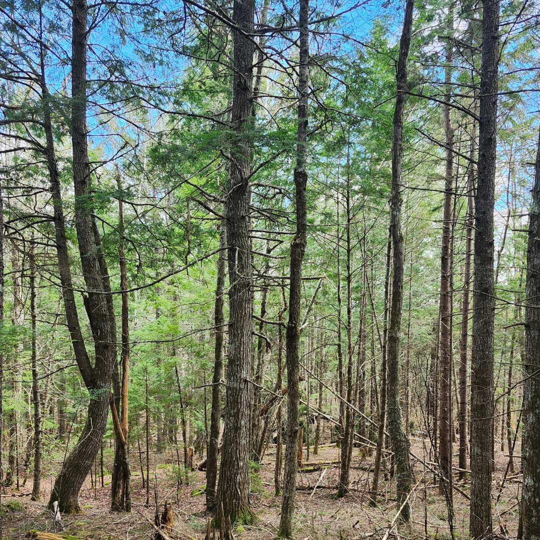 Hidden Stream Forest (Official Name Pending)