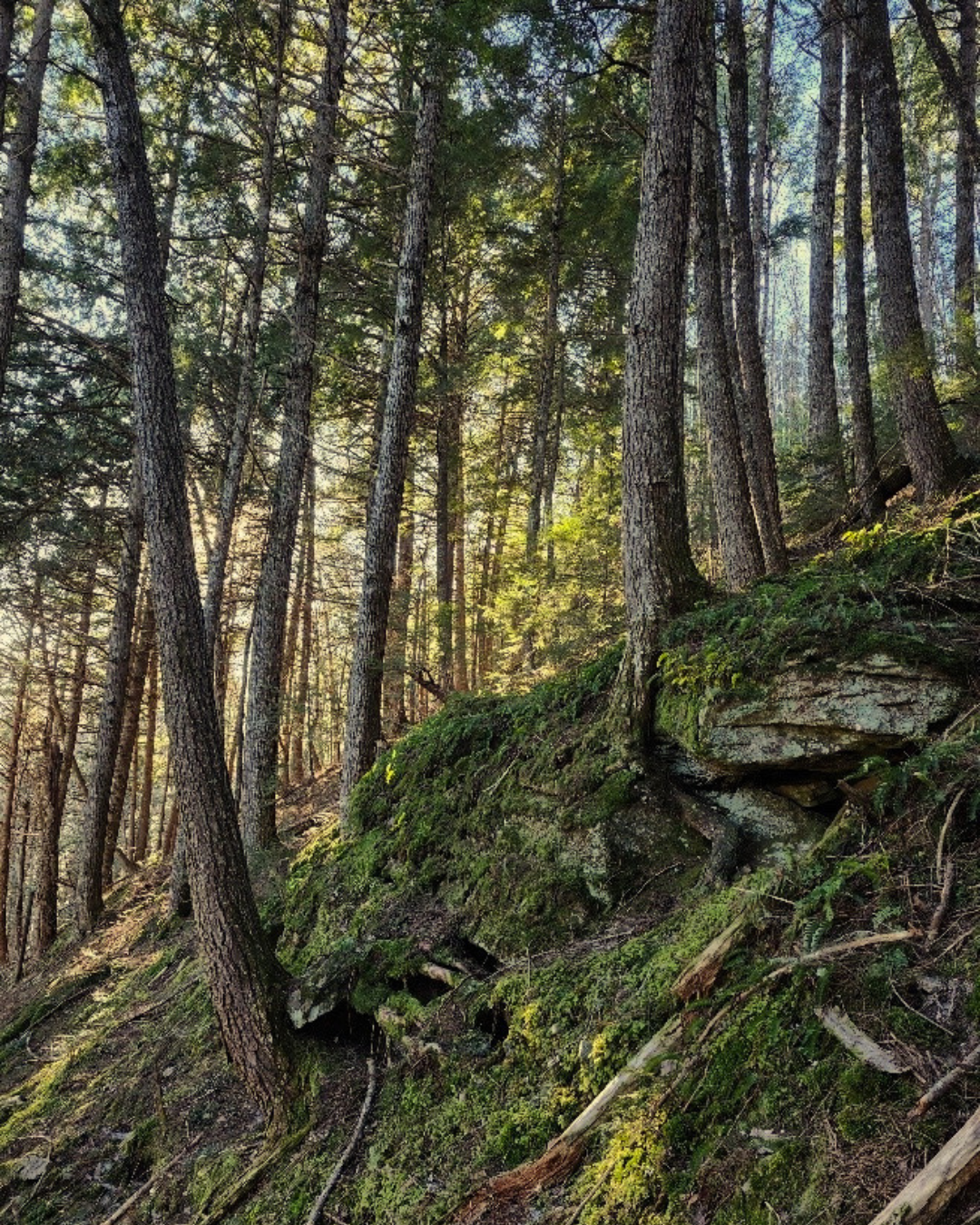 Nashwaak River Nature Preserve
