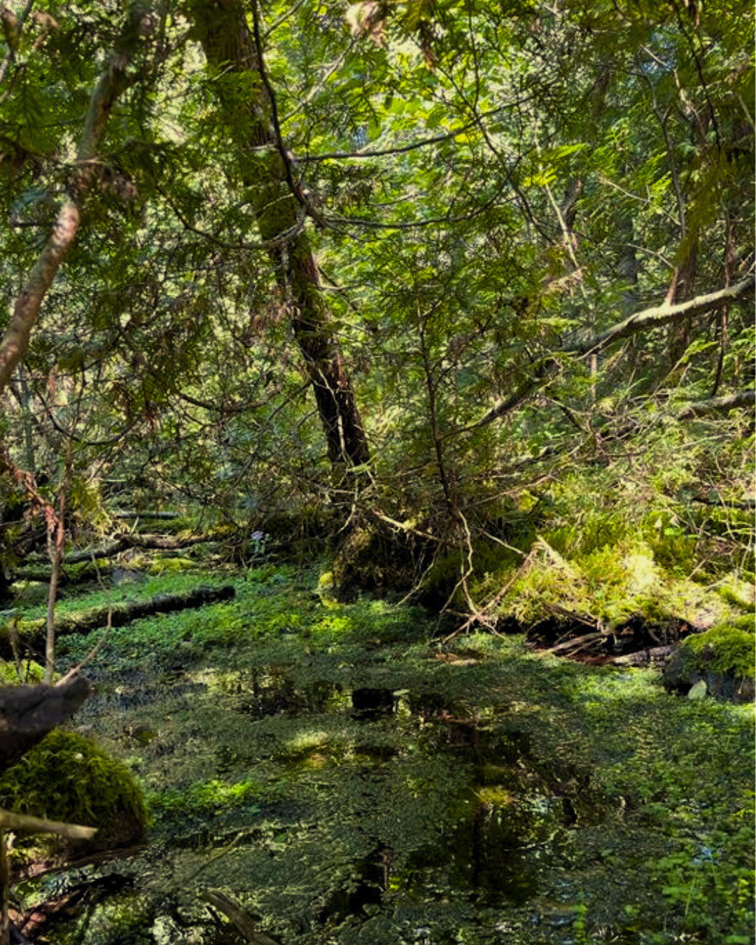 Oak Mountain Nature Preserve